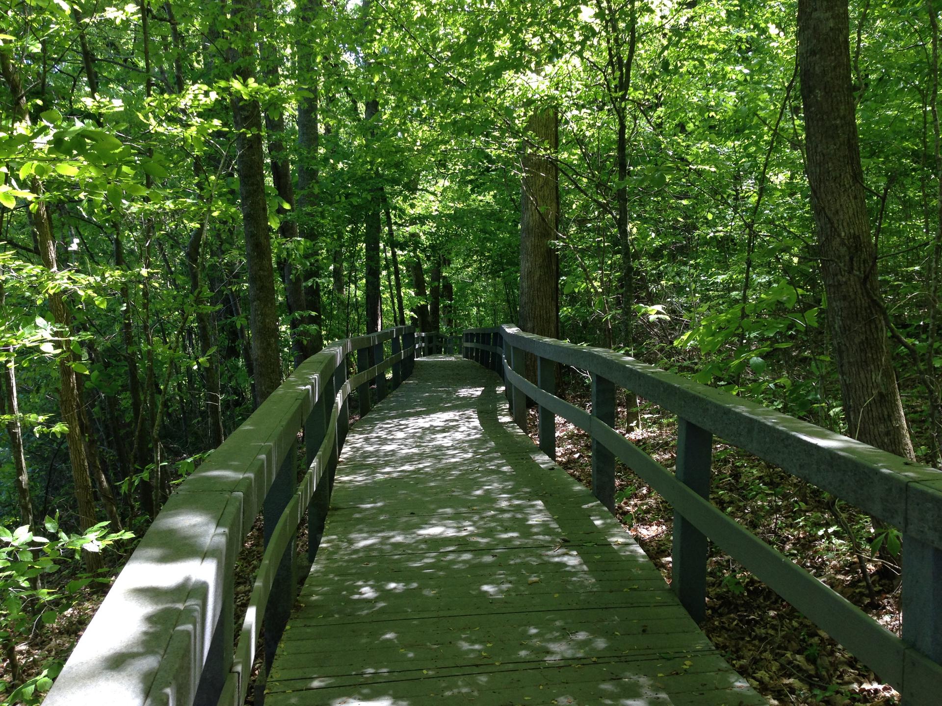 Wooden boardwalk winding through a sun-dappled, dense green forest.