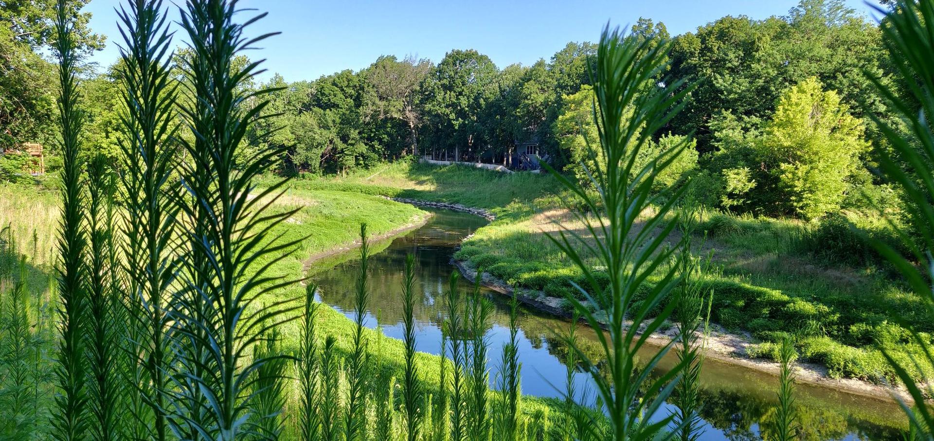 Tall green plants frame a winding river flowing through a sunny forest.