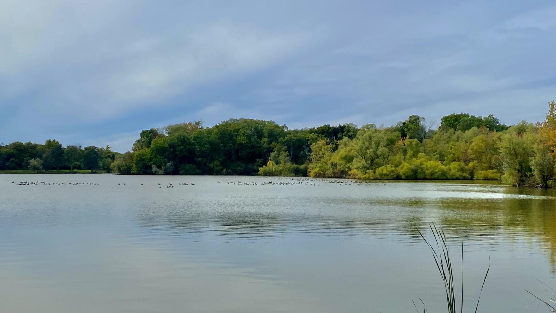 A wide lake with many birds on the water, surrounded by green trees.