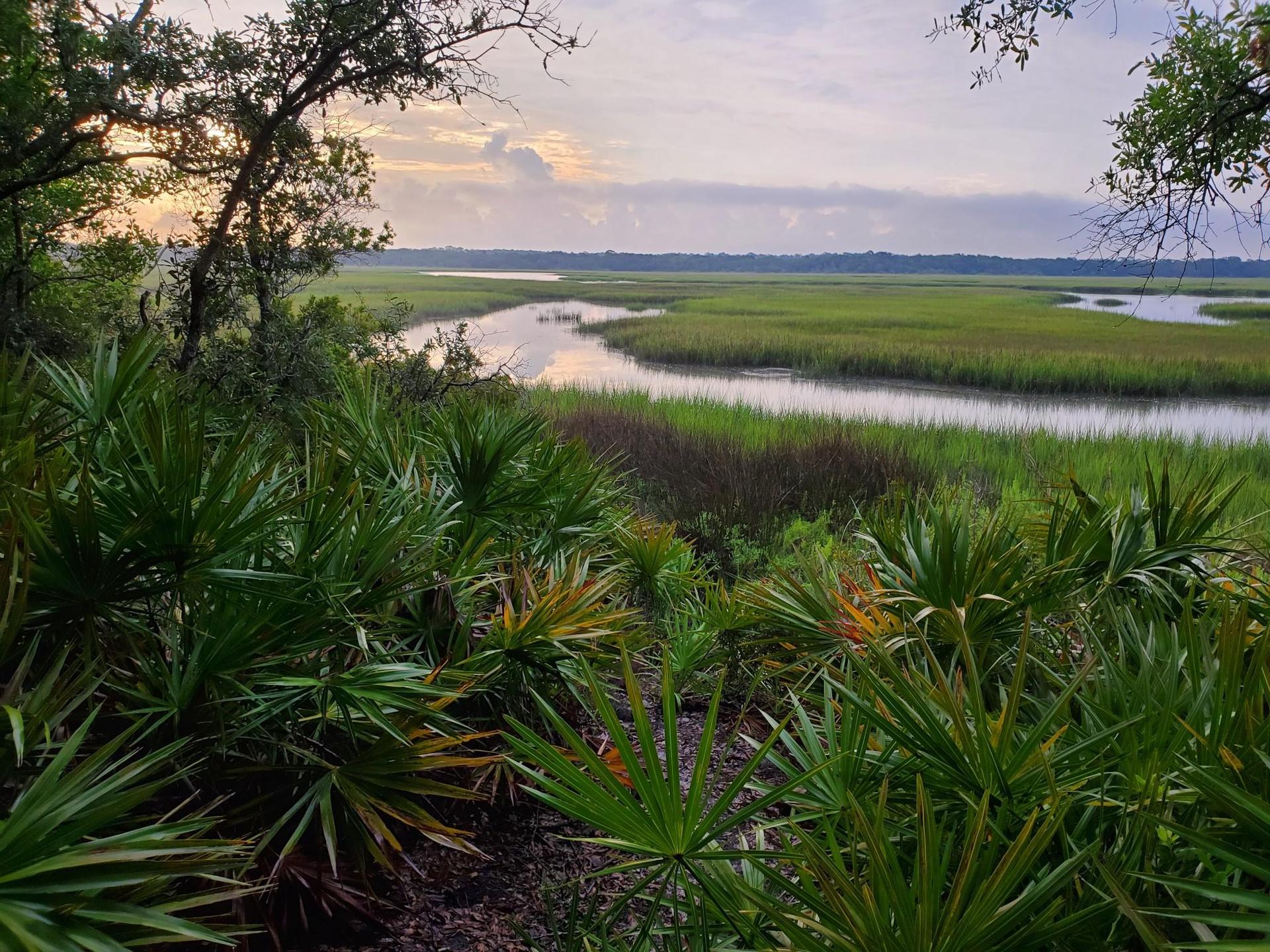 Lush green marshland with a winding river under a soft, cloudy sky.