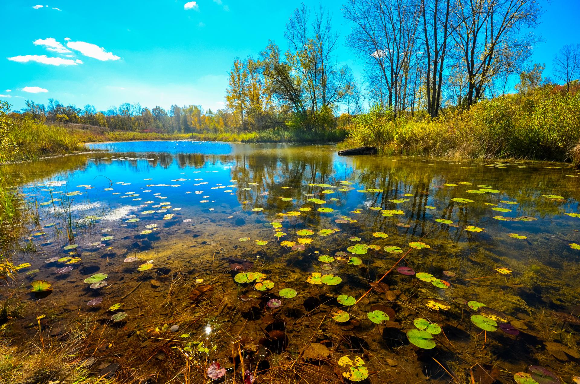 Vibrant pond with lily pads under a bright blue sky.