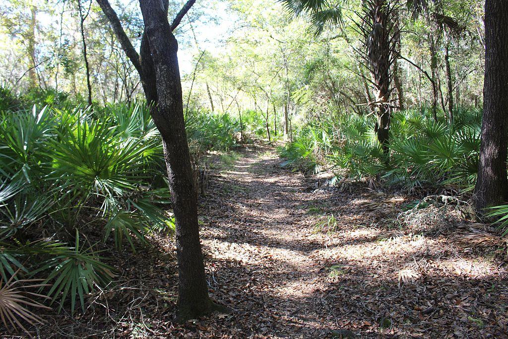 A dappled sunlight path winds through a dense forest with palmetto plants.