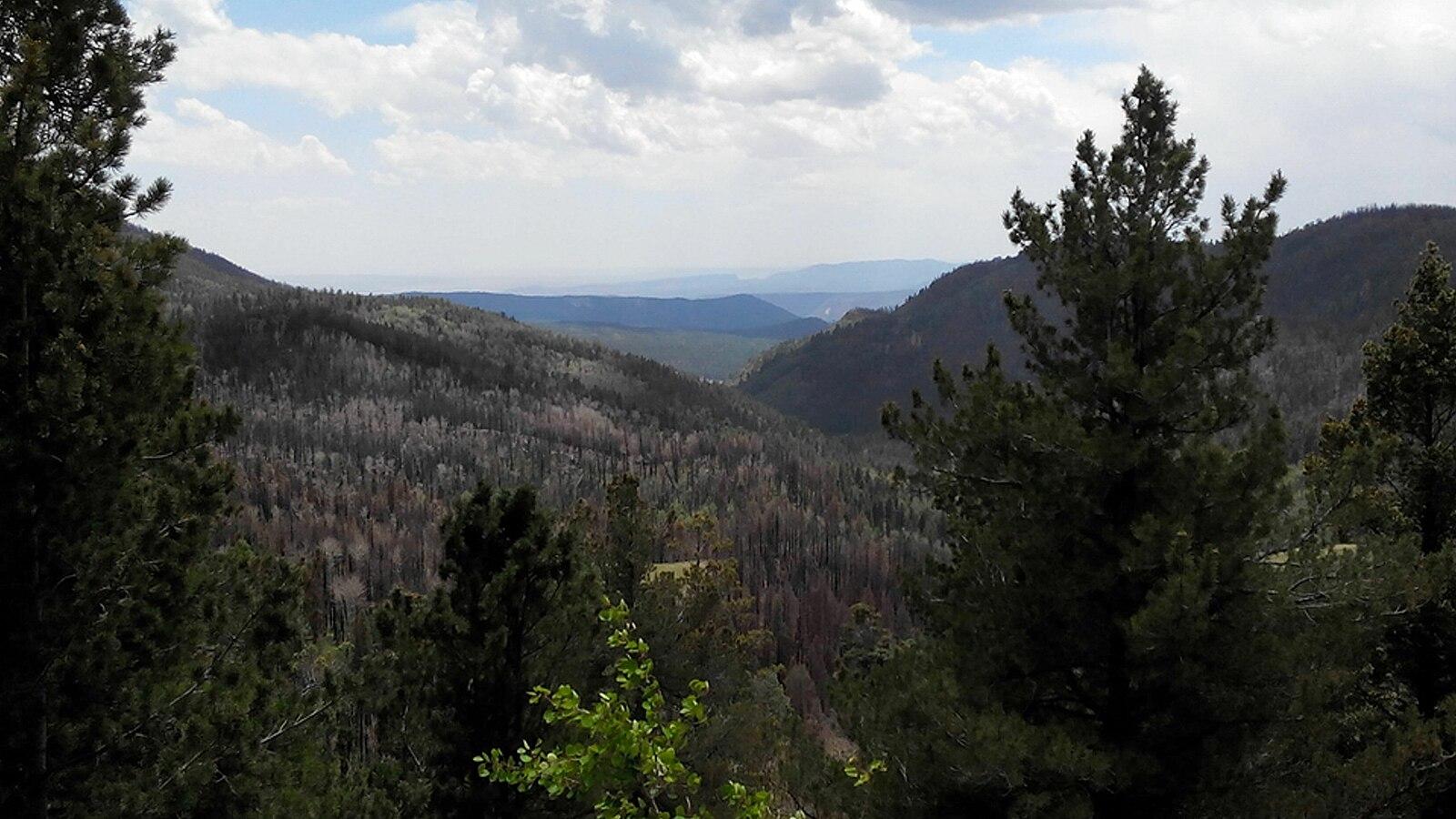 Overcast mountain valley with many dead trees and distant peaks.