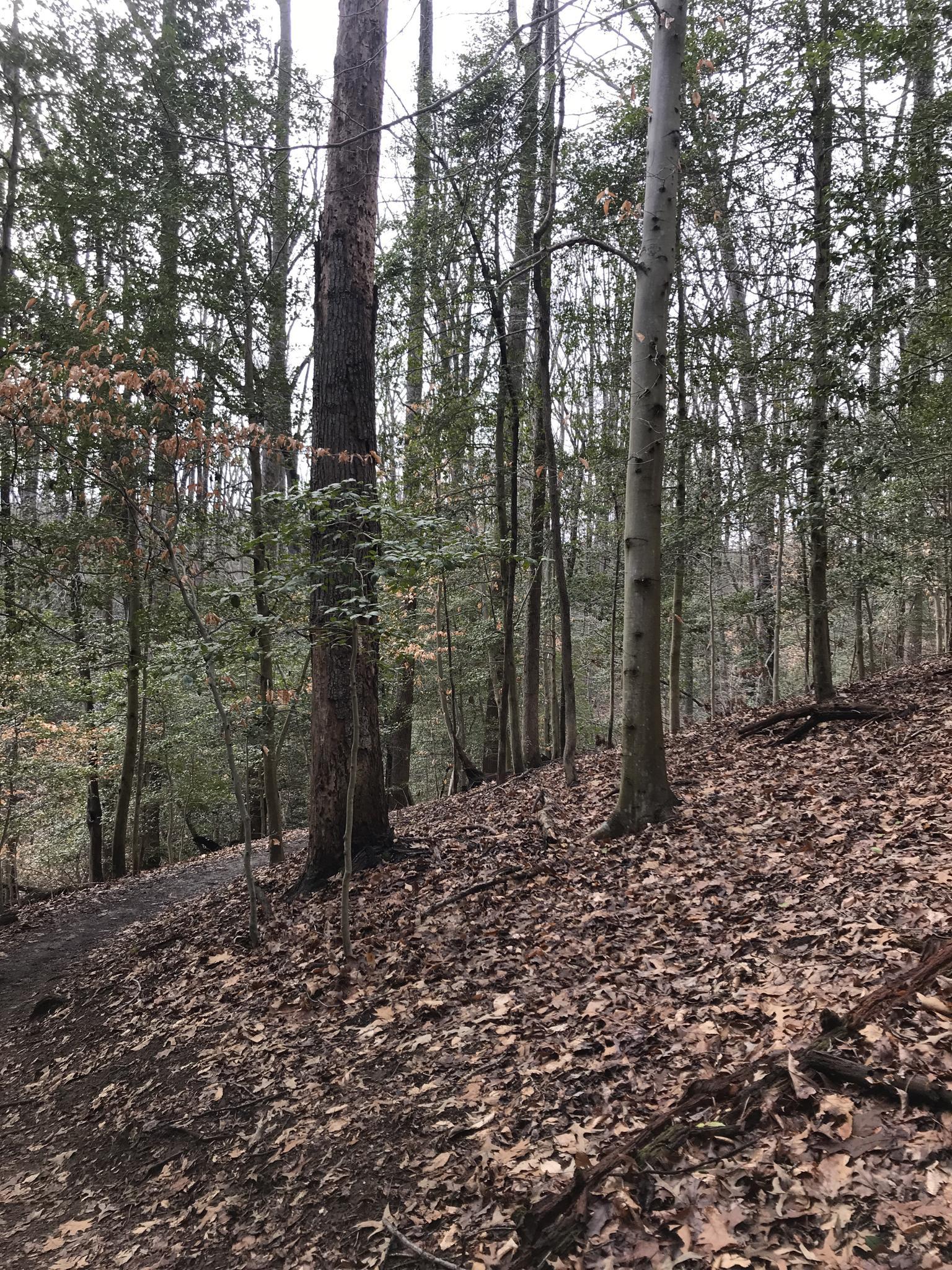 A steep, leaf-covered forest floor with tall, bare trees under an overcast sky.