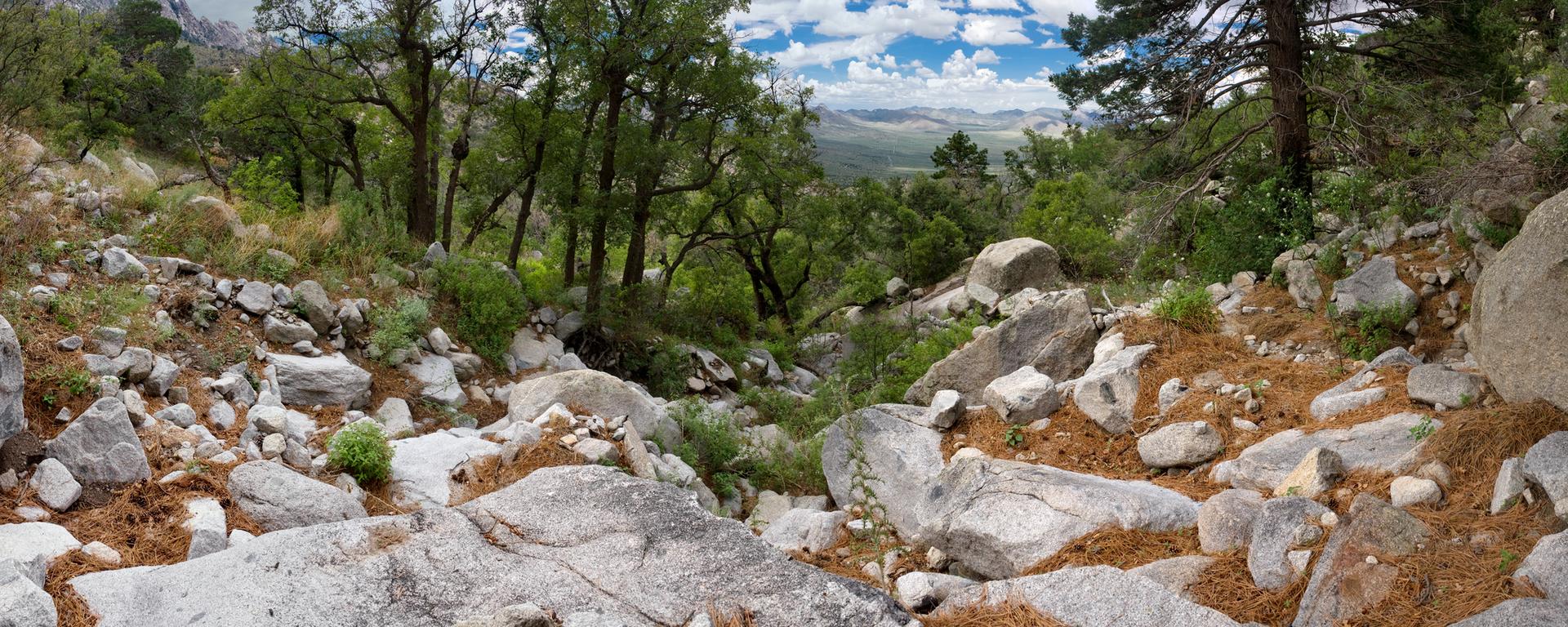 Rocky gully in a dense green forest under a partly cloudy sky.
