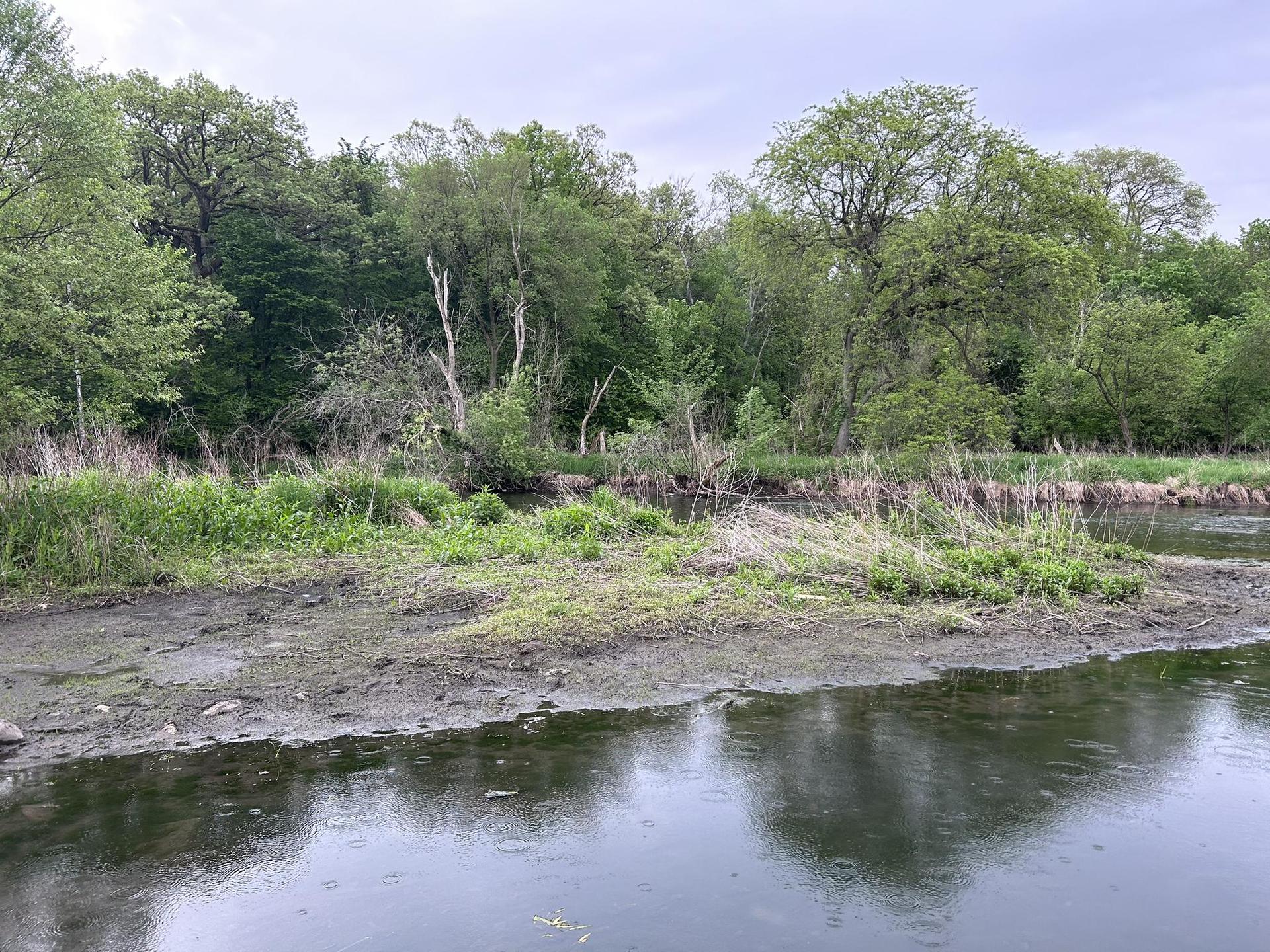 Calm river with muddy banks and dense green forest under an overcast sky.
