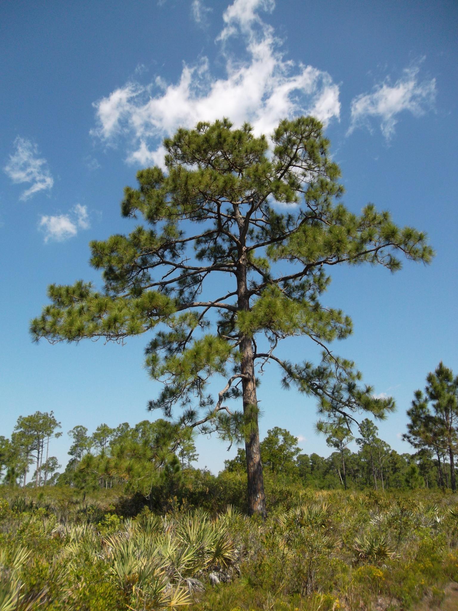 A solitary pine tree in a sunlit field under a partly cloudy blue sky.
