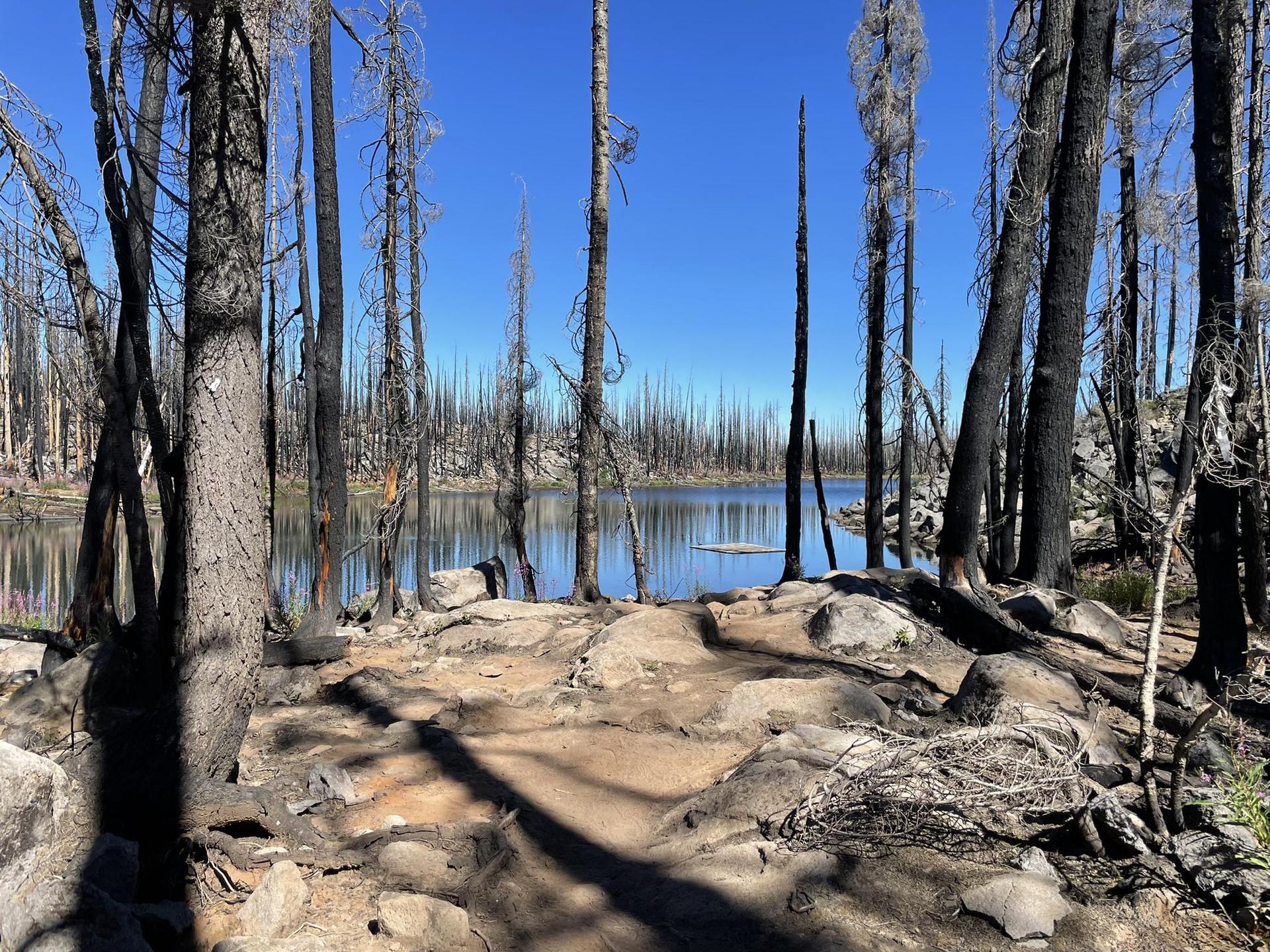 A clear blue lake surrounded by a forest of tall, charred trees.