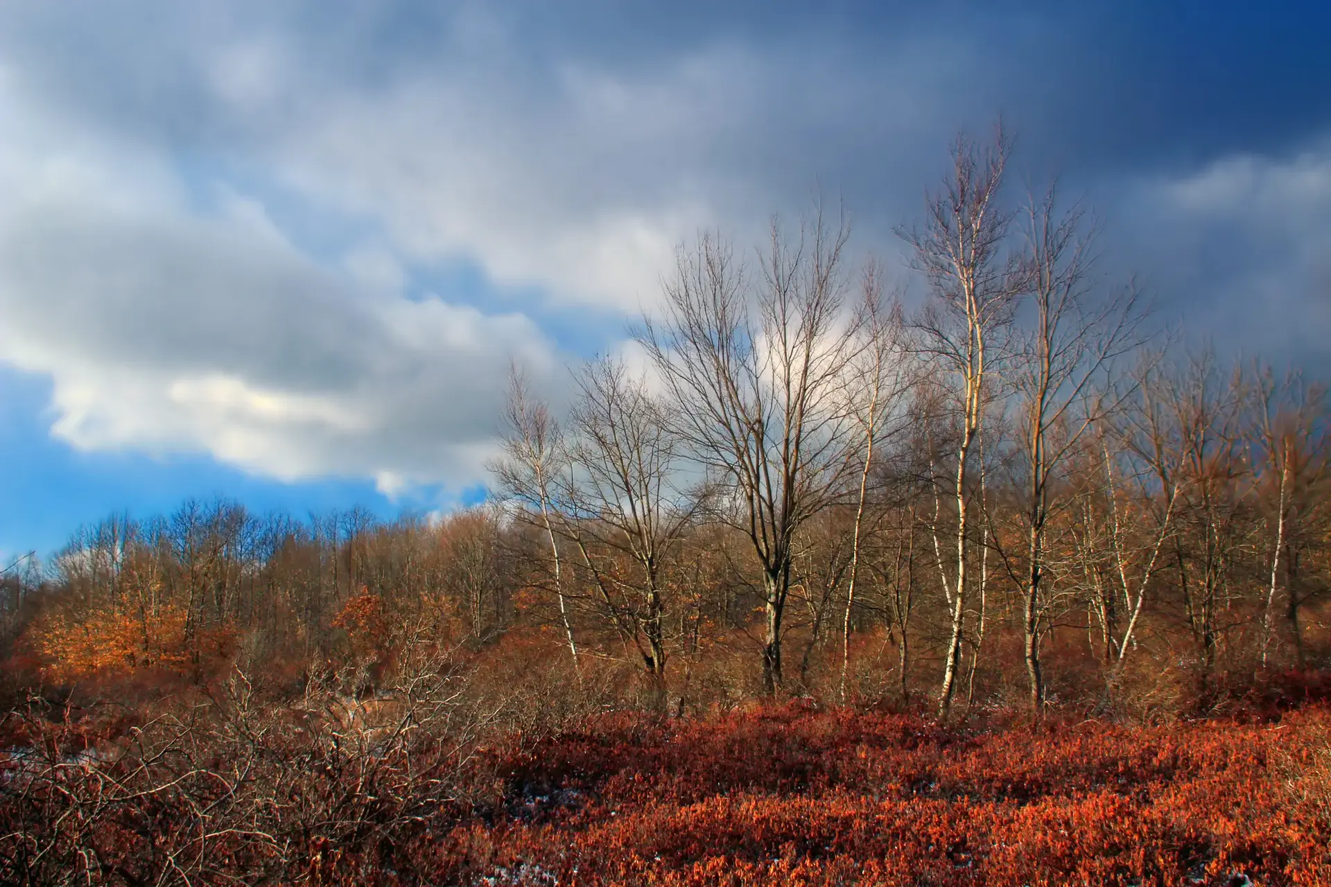 Bare trees and vibrant red foliage under a partly cloudy sky.
