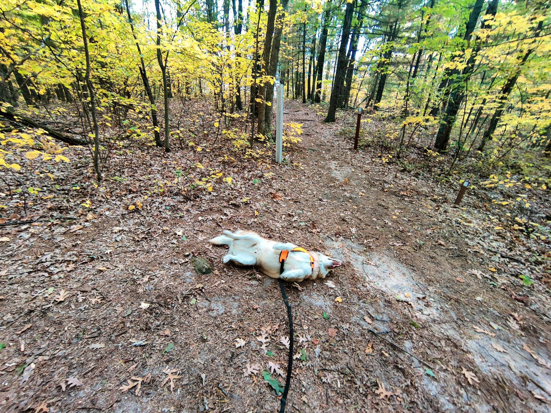 A light-colored dog lies on its back on a forest trail with autumn leaves.