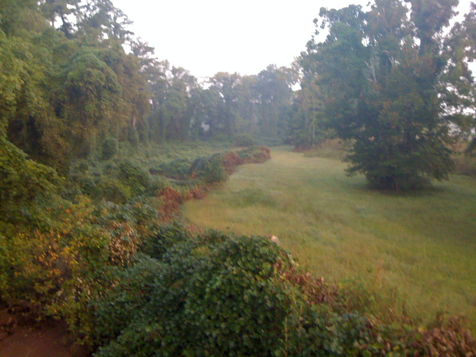 A large grassy field with dense green foliage and trees under an overcast sky.