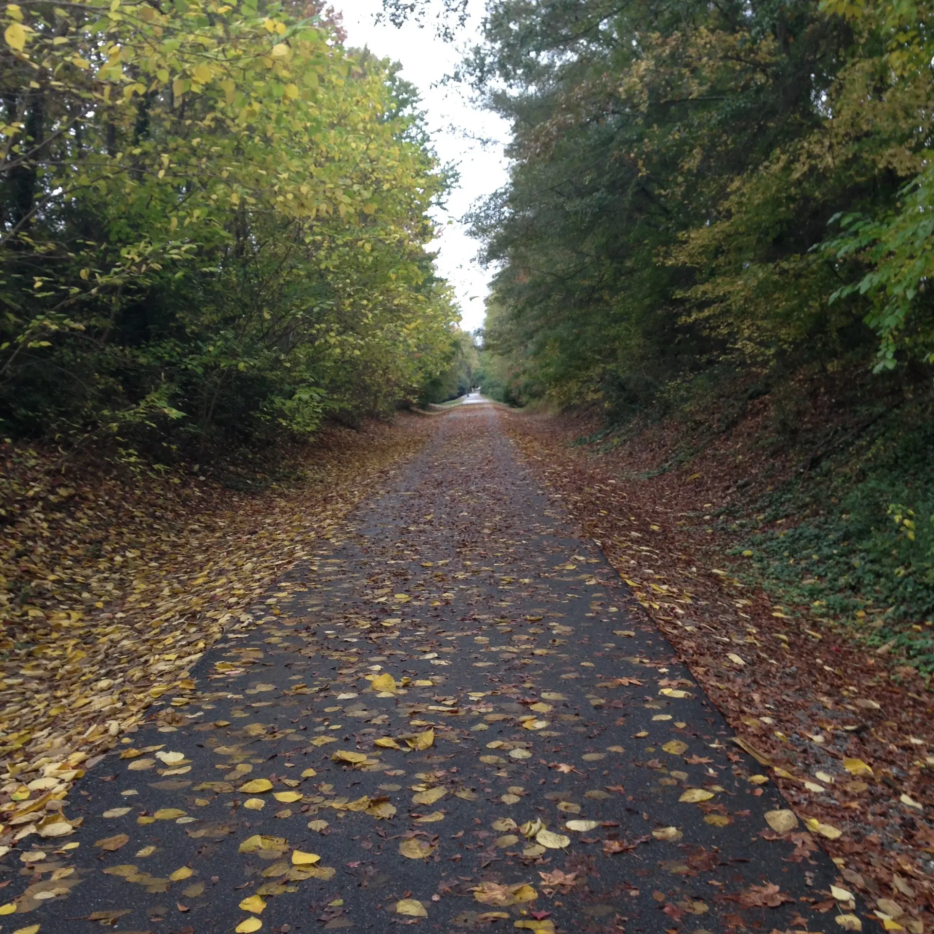 Paved path covered in autumn leaves, flanked by dense trees on an overcast day.
