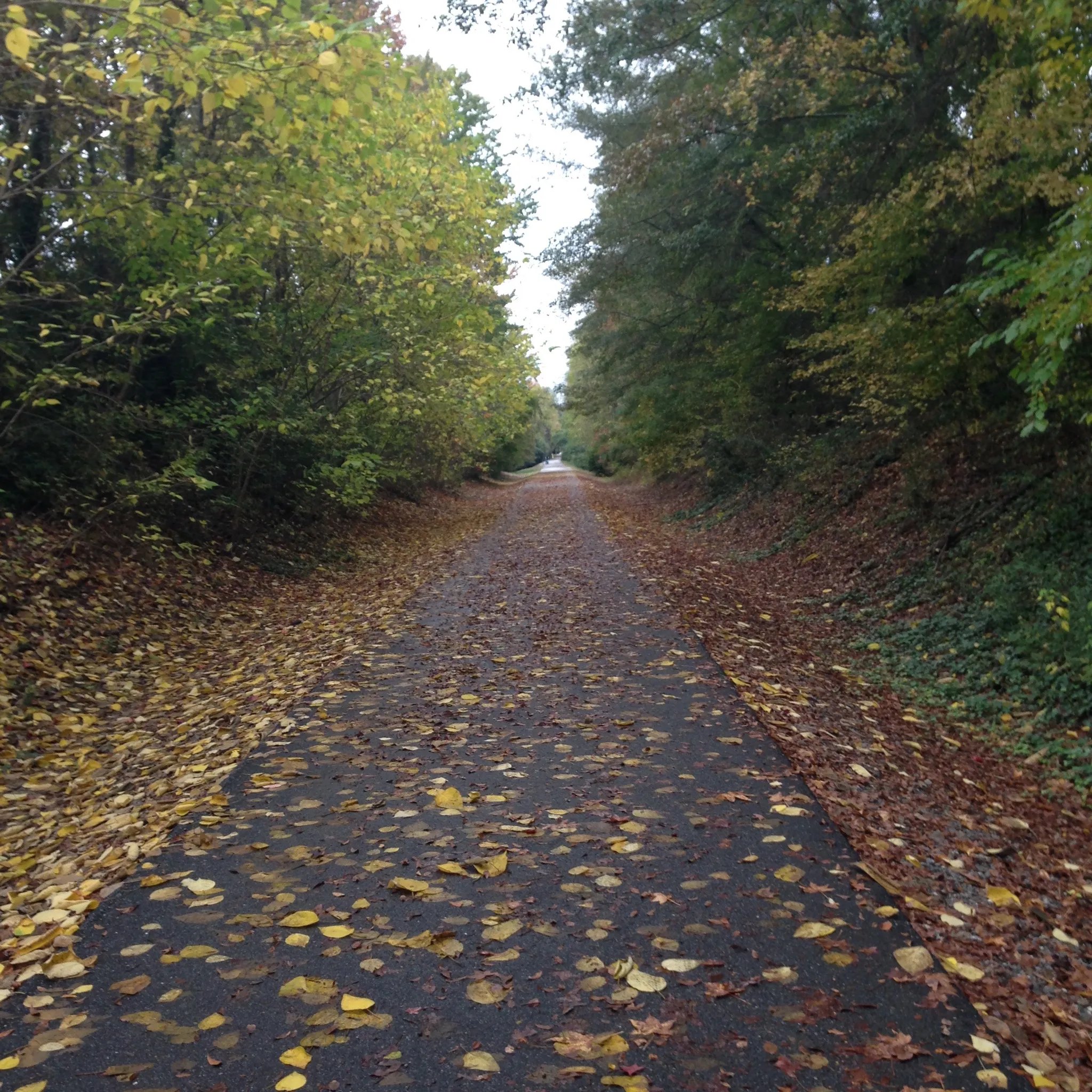 Paved path covered in autumn leaves, flanked by dense trees on an overcast day. - Mary Black Rail Trail