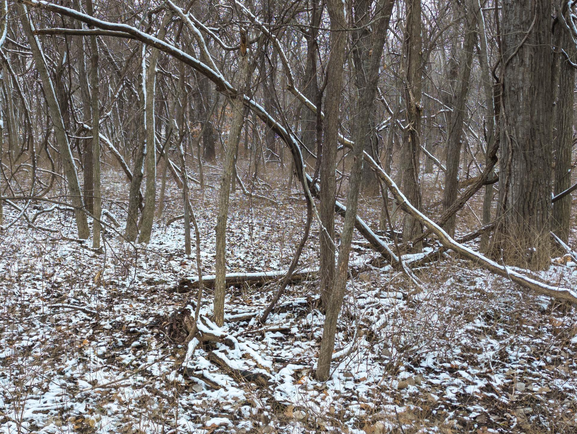 A snowy forest floor with bare trees and branches on an overcast day.