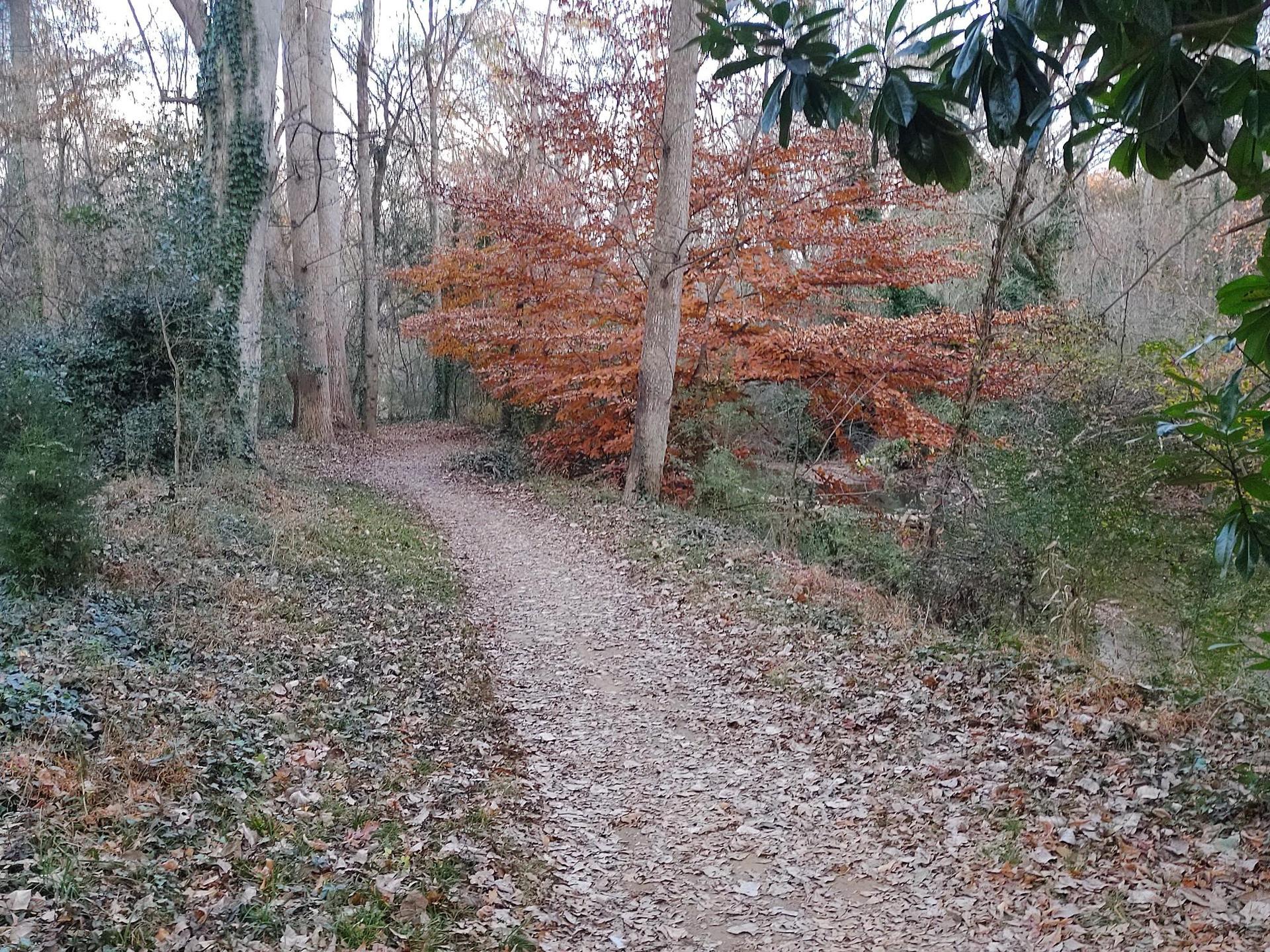 A leaf-covered dirt path winds through a forest with autumn trees.