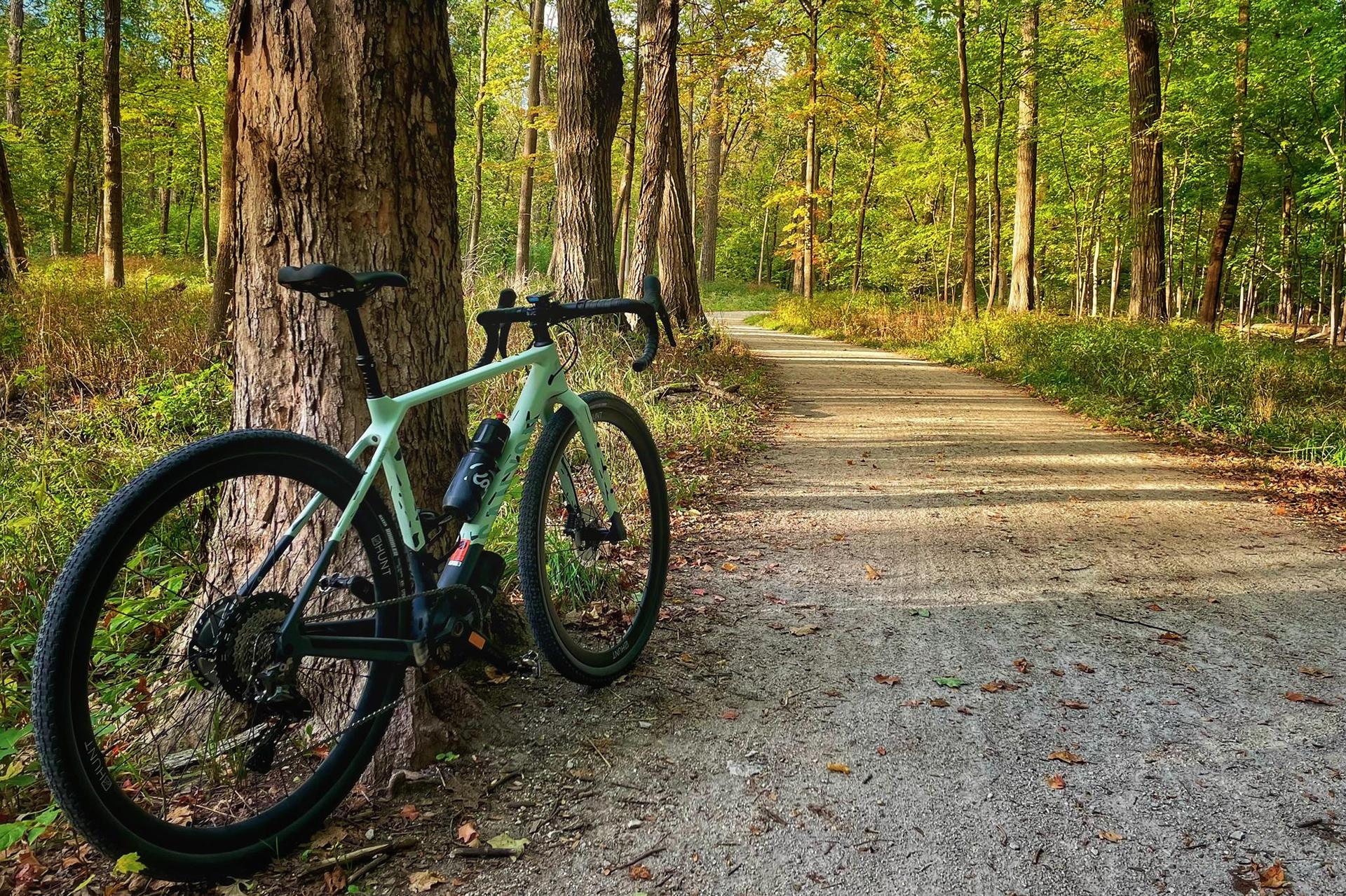 Light green bicycle leaning against a tree on a sunlit forest path.