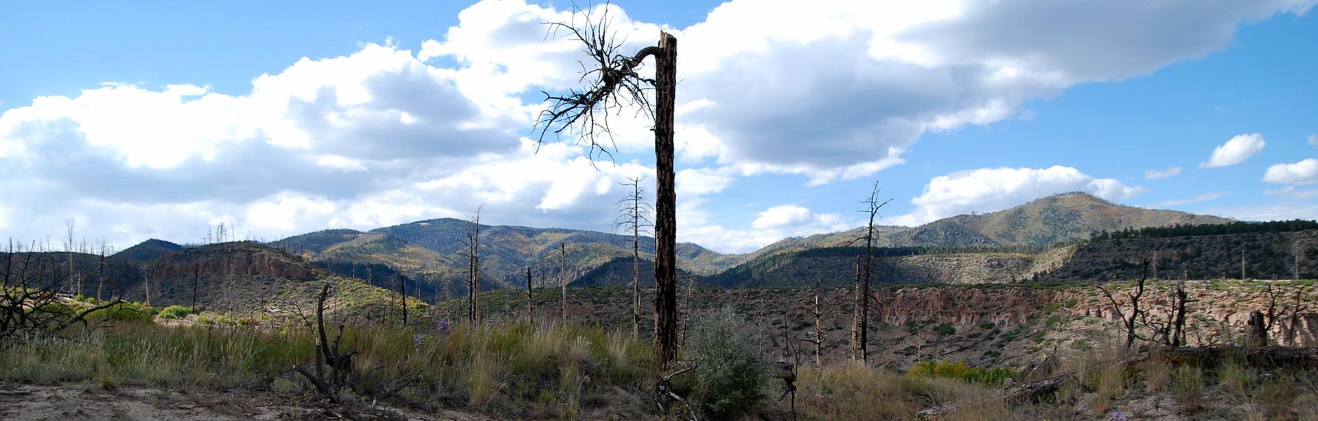 Panoramic view of a valley with a dead tree, mountains, and cloudy sky.