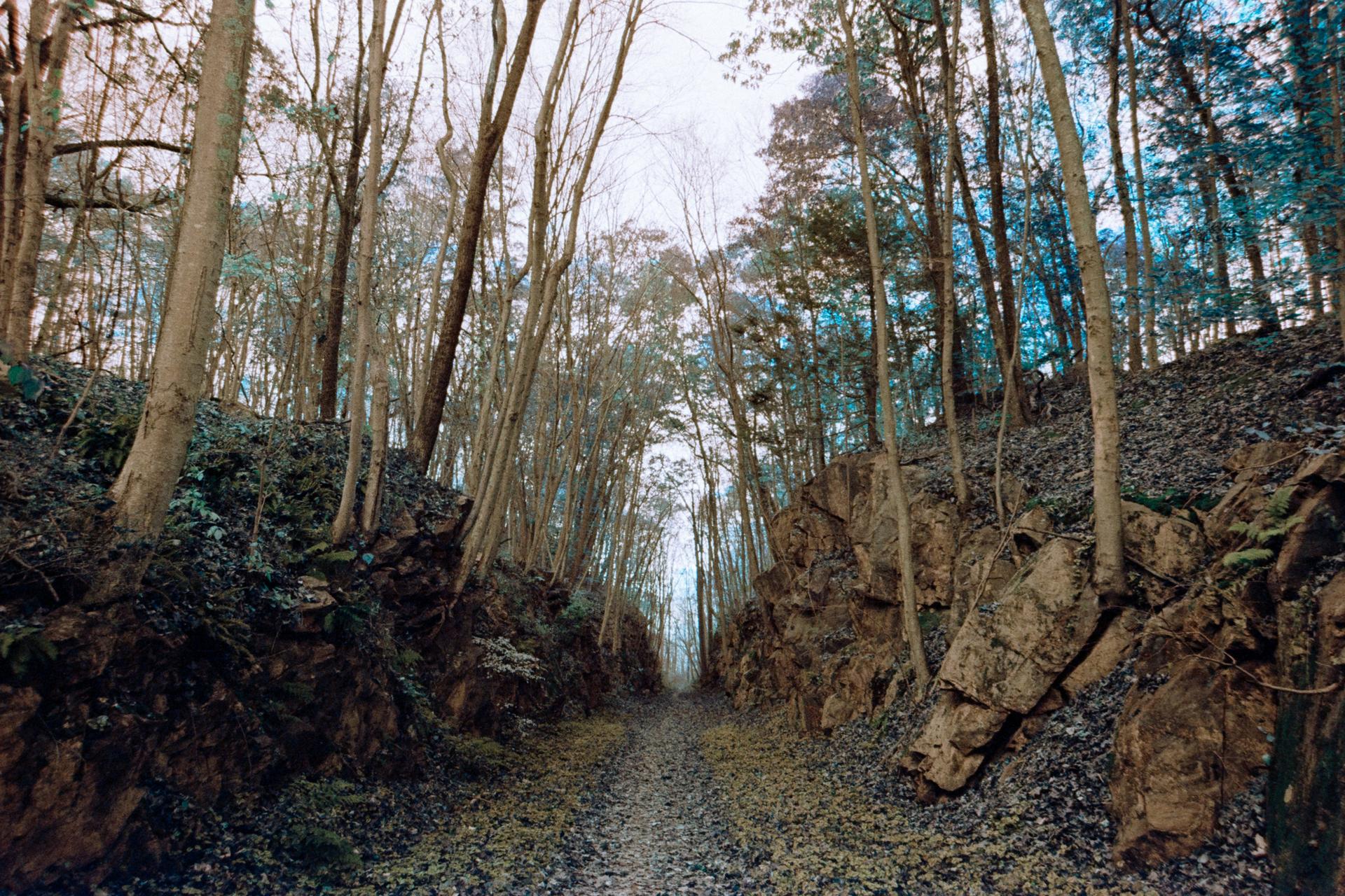 A narrow, rocky path cuts through a dense forest under an overcast sky.