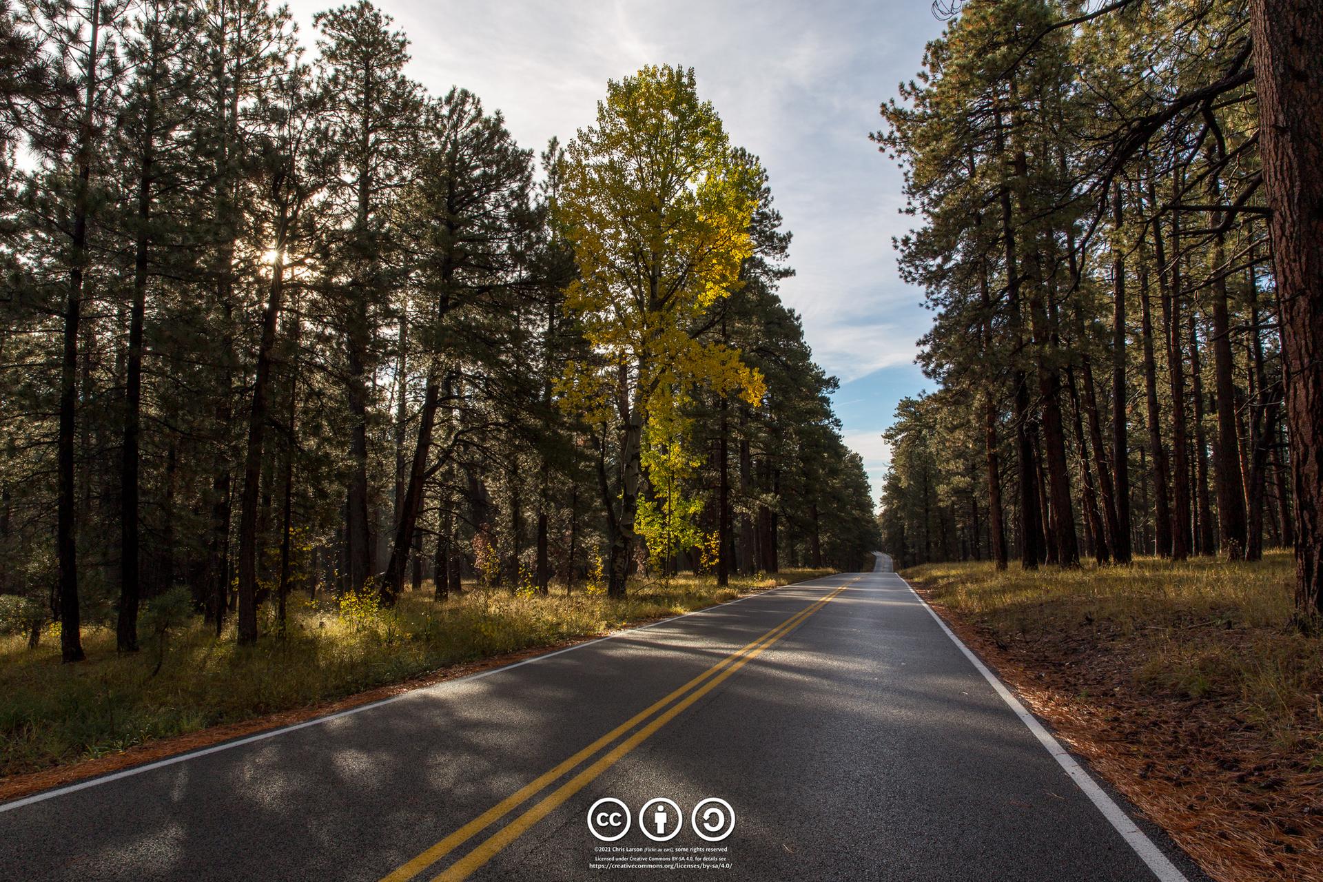 Paved road through a sunlit pine forest with one bright yellow tree.