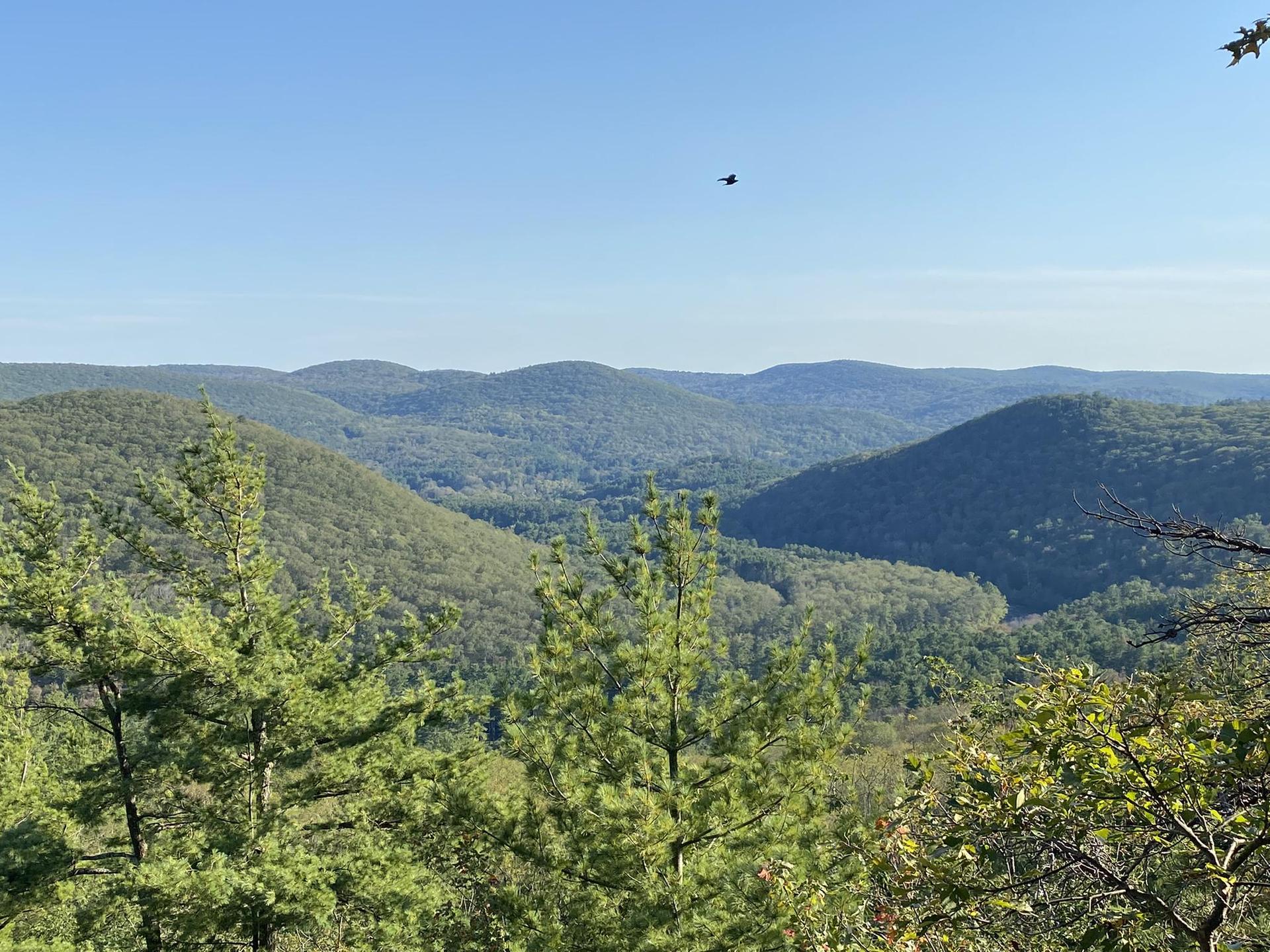 Expansive view of green forested mountains with a bird flying overhead.