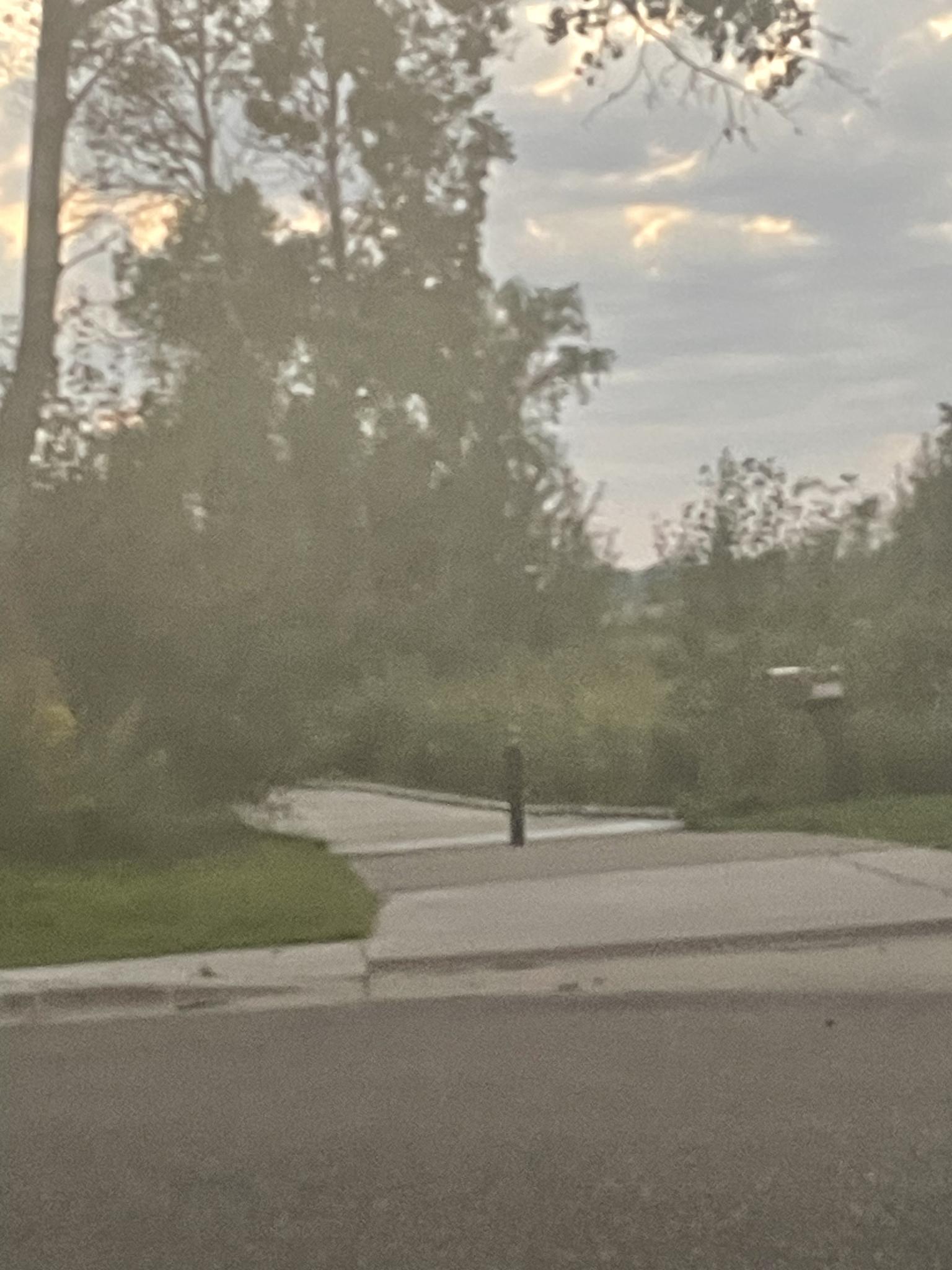 Overcast view of a paved path leading into dense, green trees.