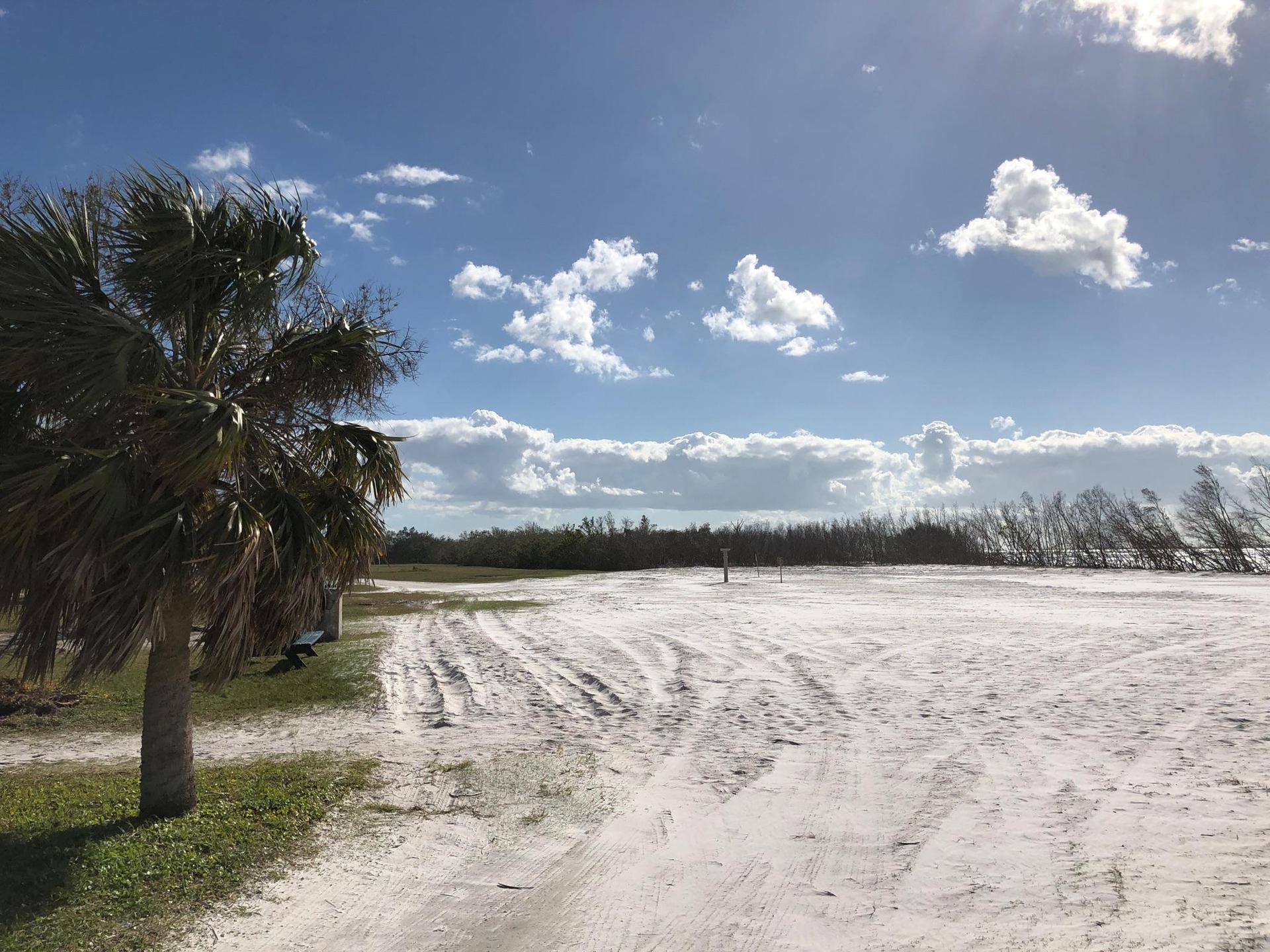 Expansive sandy field with palm trees and distant vegetation under a bright sky.