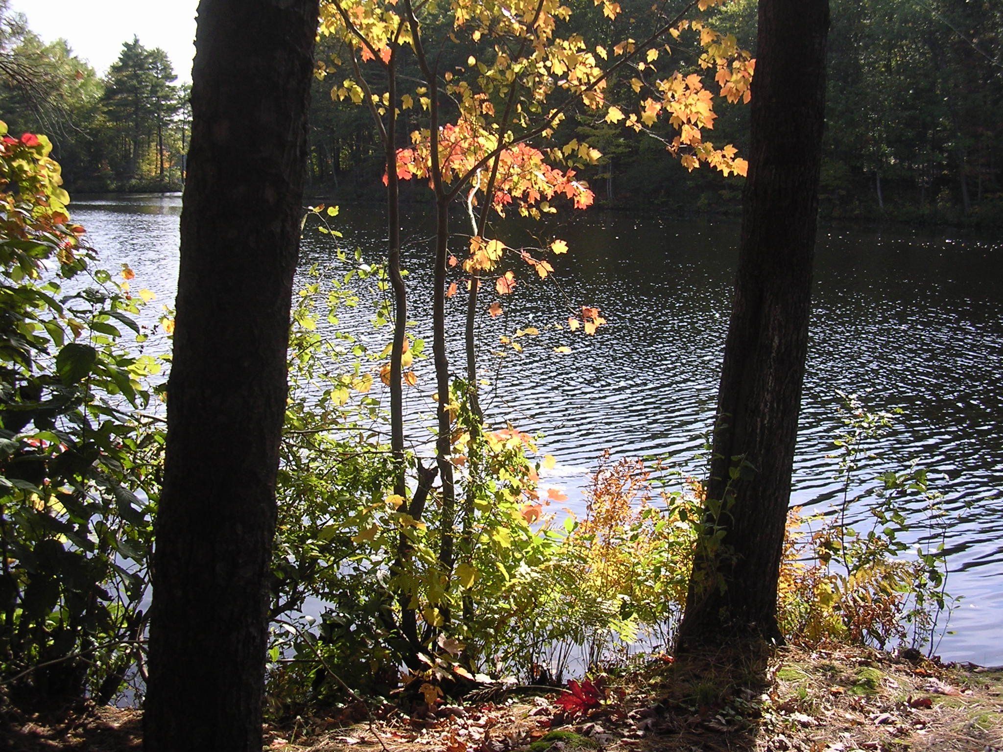 Sunlight on a rippling lake, framed by dark tree trunks and colorful autumn leaves. - Buffumville Lake Loop