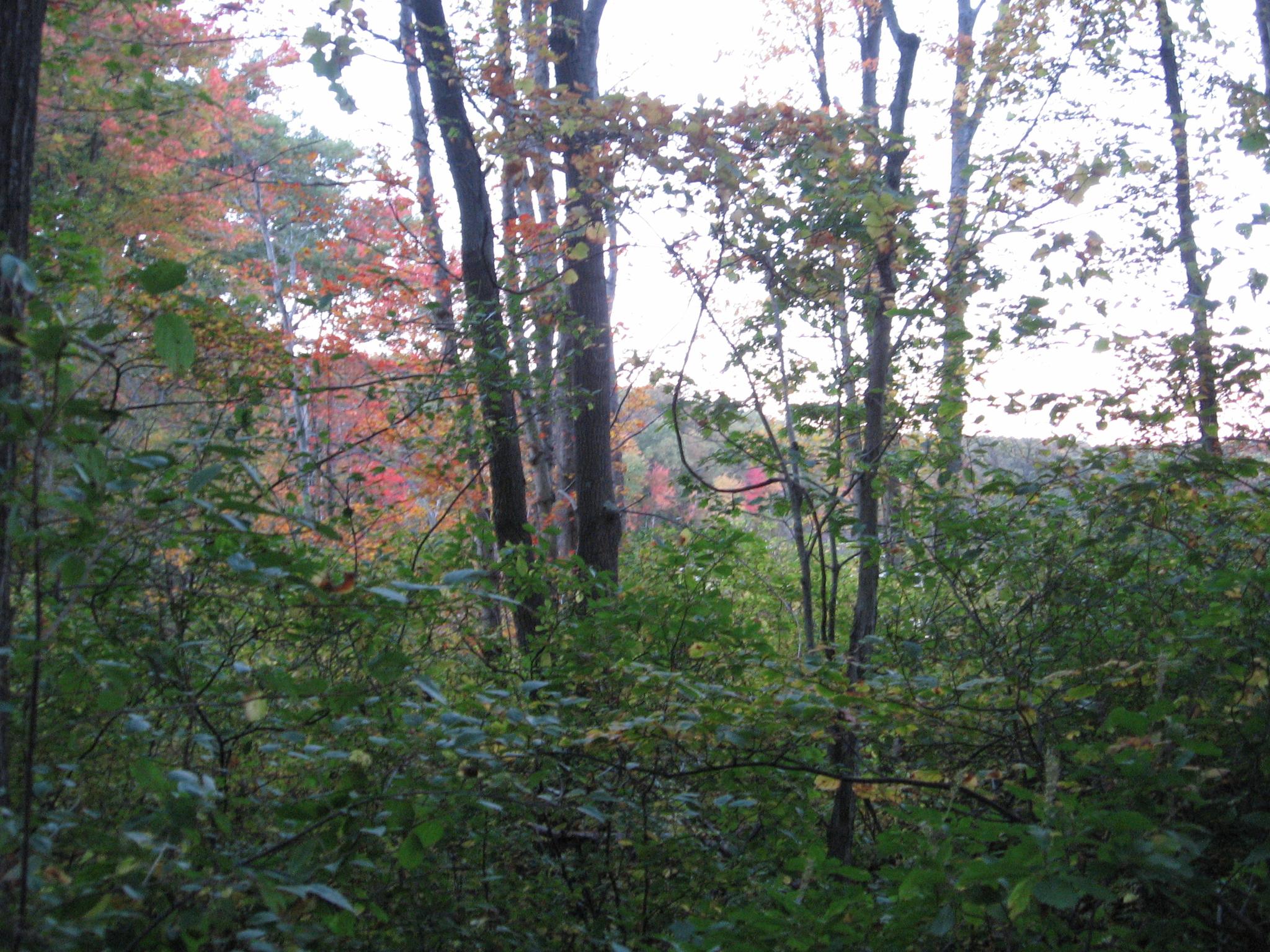 Dense forest with trees showing early autumn foliage under diffused light.