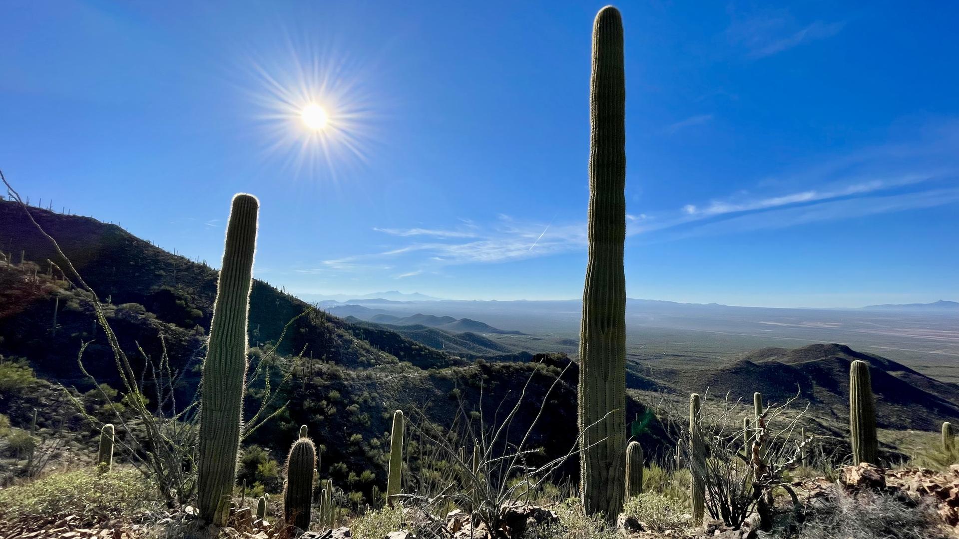 Tall saguaro cacti stand on a sunny desert hillside with distant mountains.