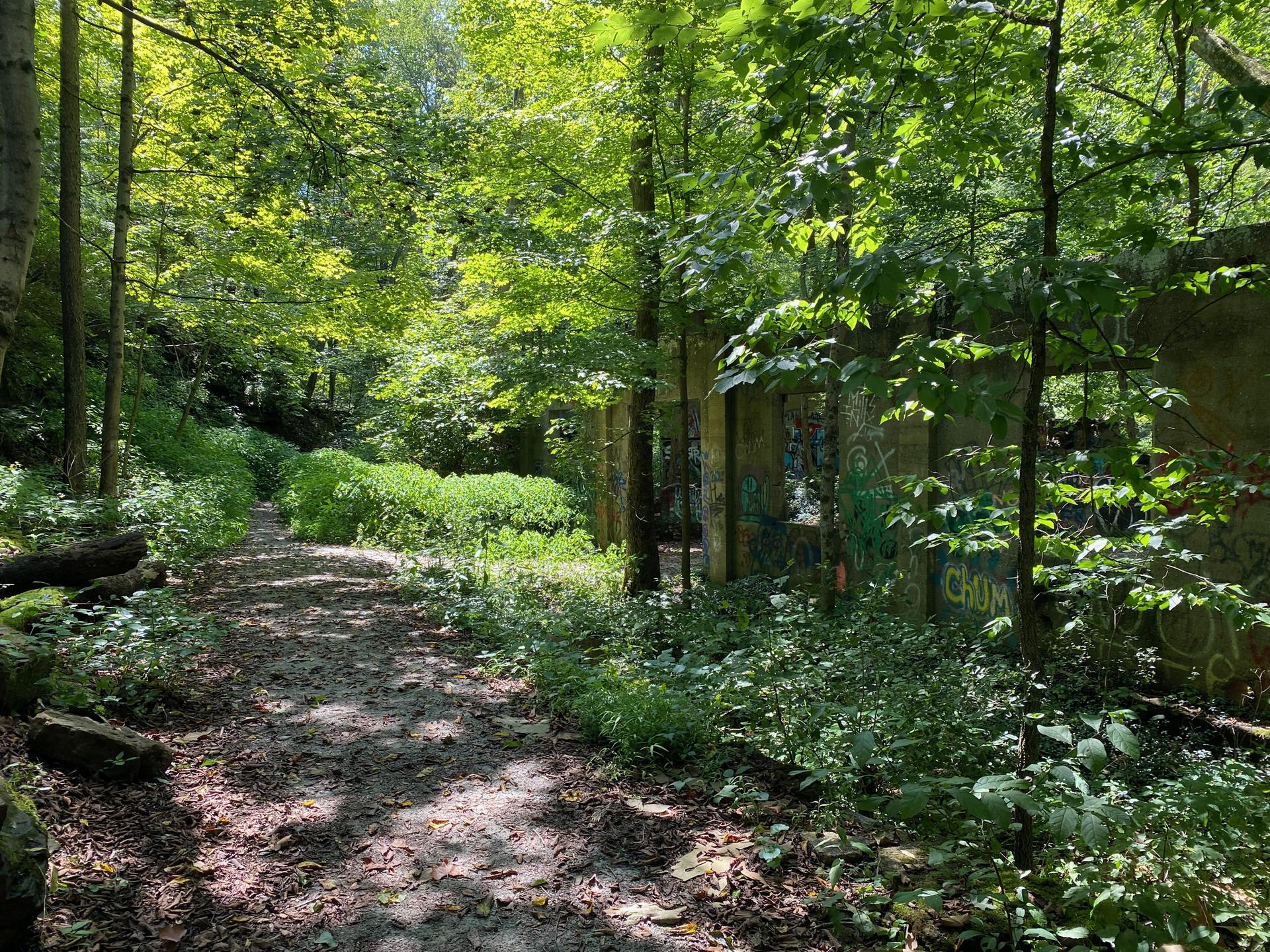 Shady dirt path through dense forest with a graffiti-covered concrete structure.