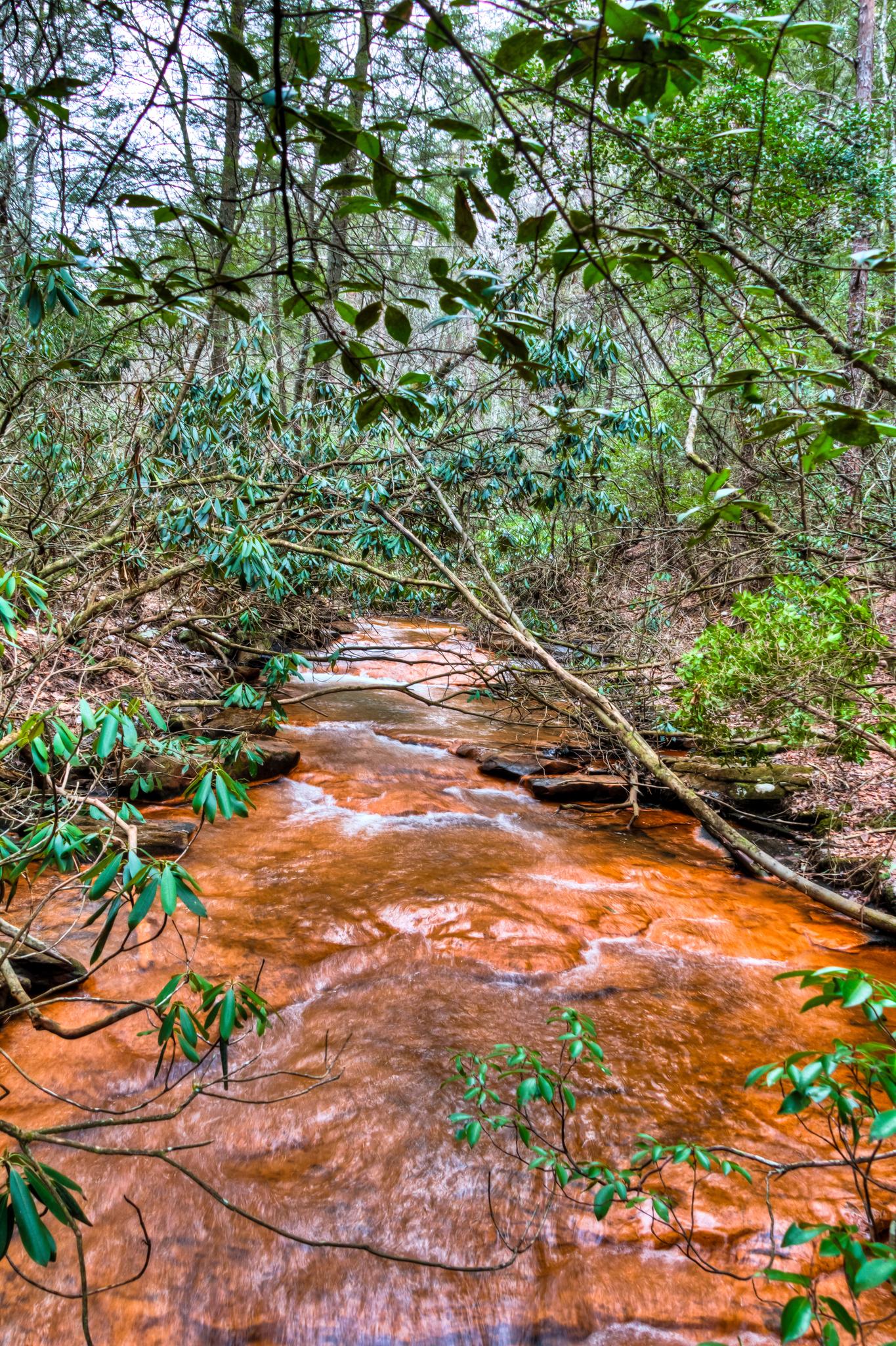 A reddish-brown stream flows through a lush green forest under natural light.
