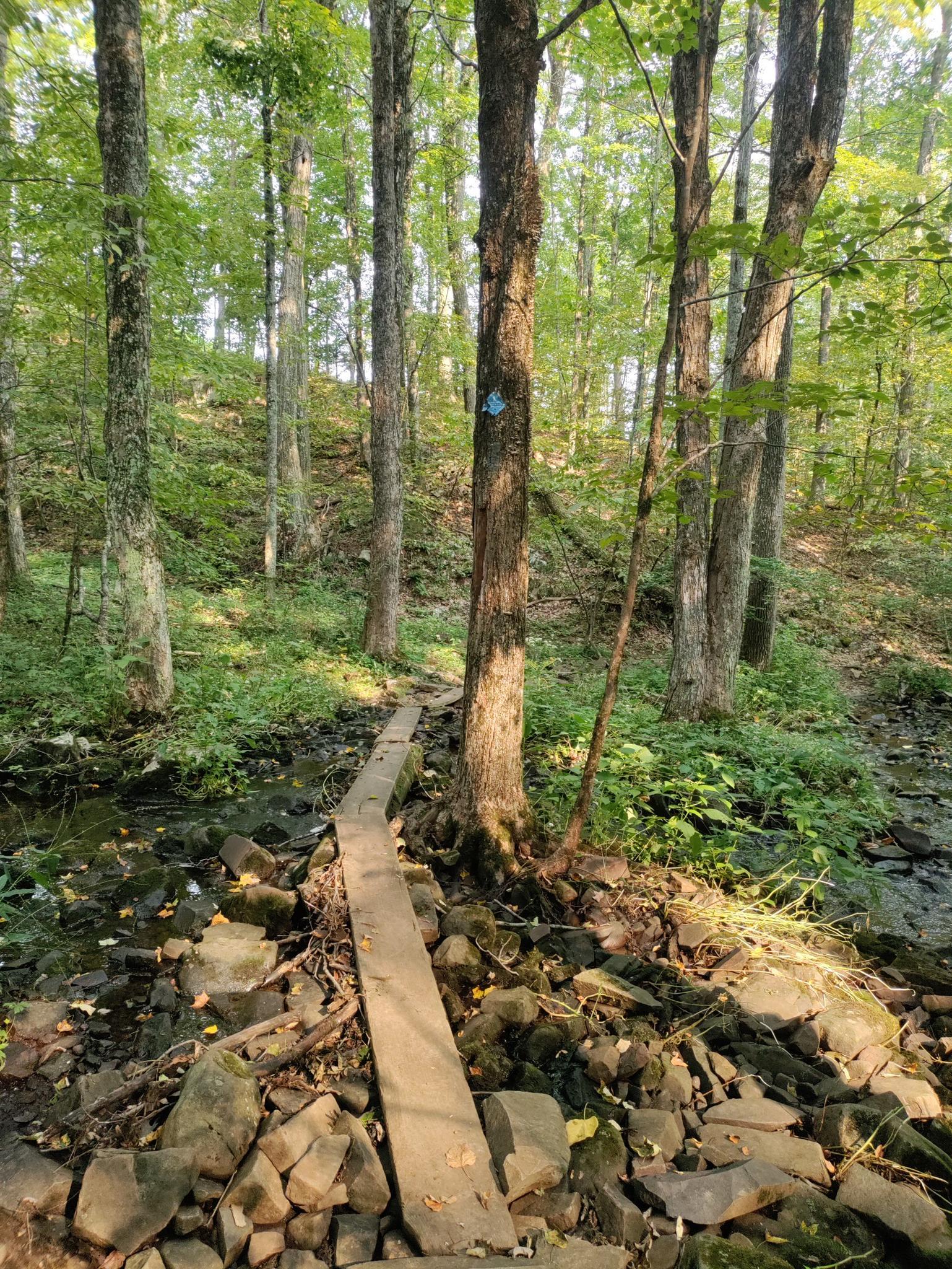 Wooden plank bridge crosses rocky stream in a sunlit forest.