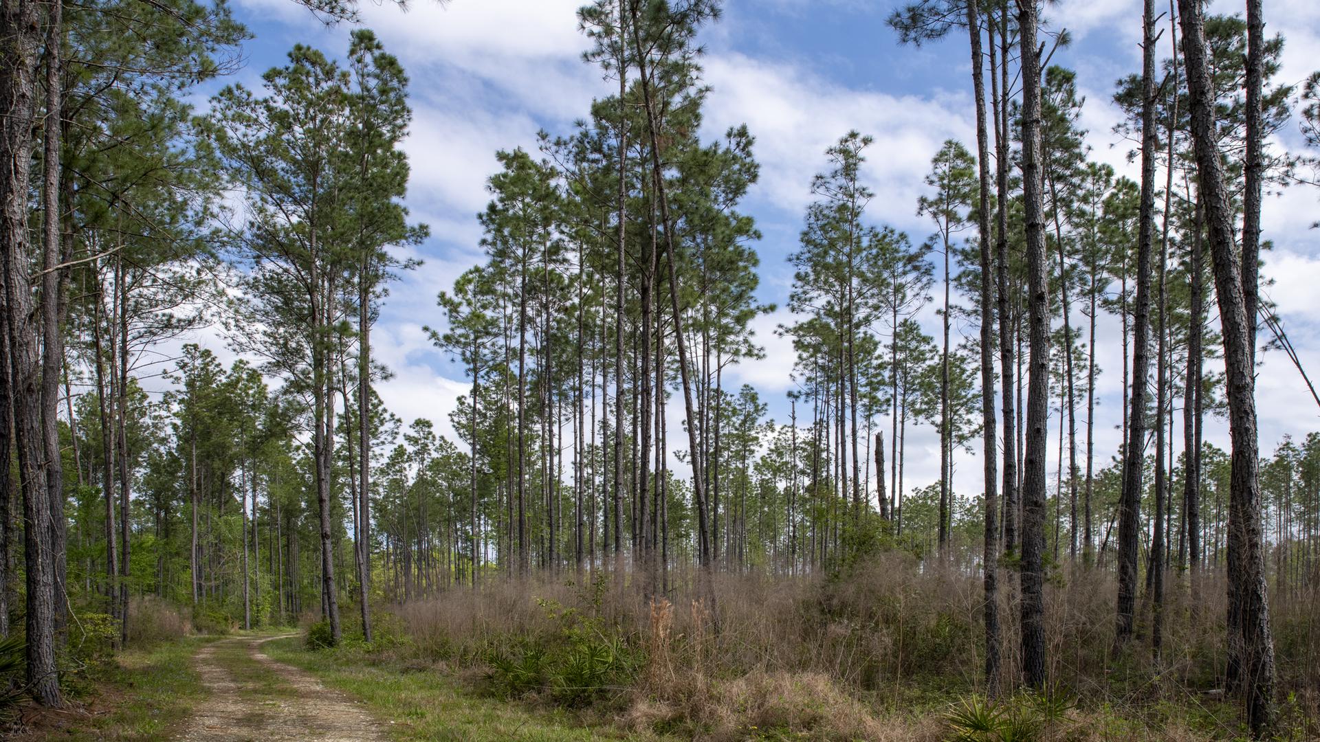 Dirt path winding through a sunlit pine forest under a blue sky.