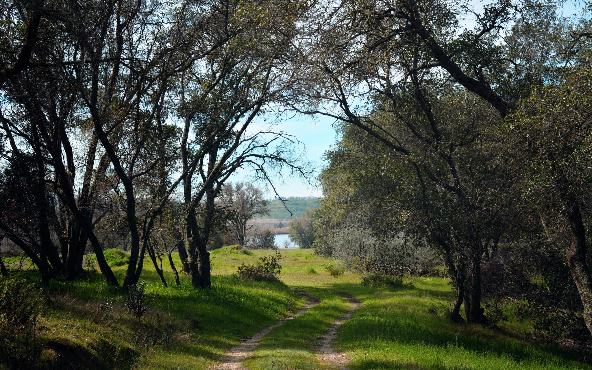 Dirt path through green, sunlit woods leading to distant water.
