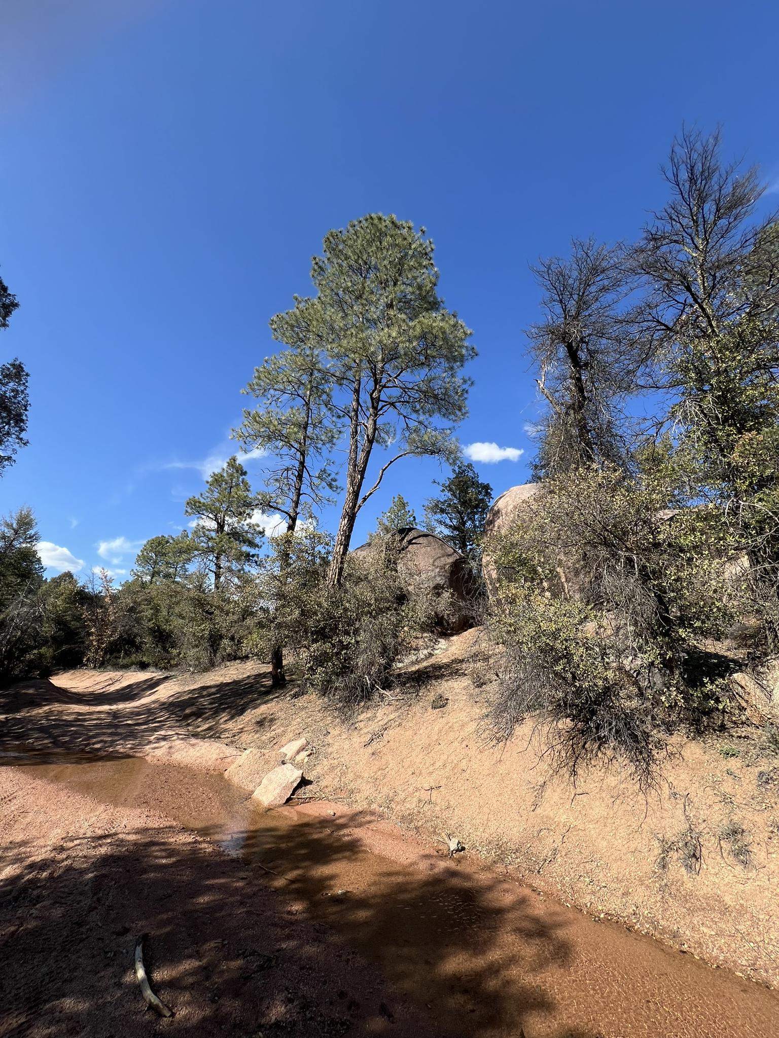 Sunny dry creek bed with water puddles, surrounded by trees and rocks.