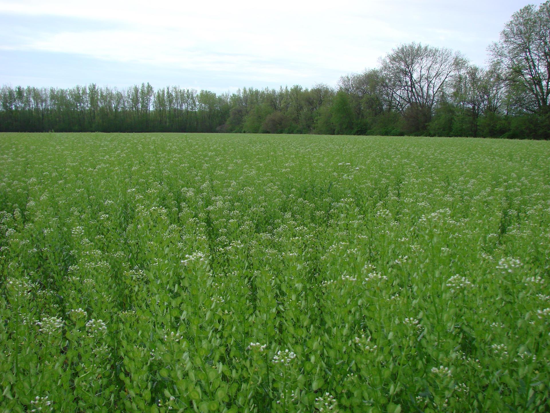 Vast green field of flowering plants under a bright sky.