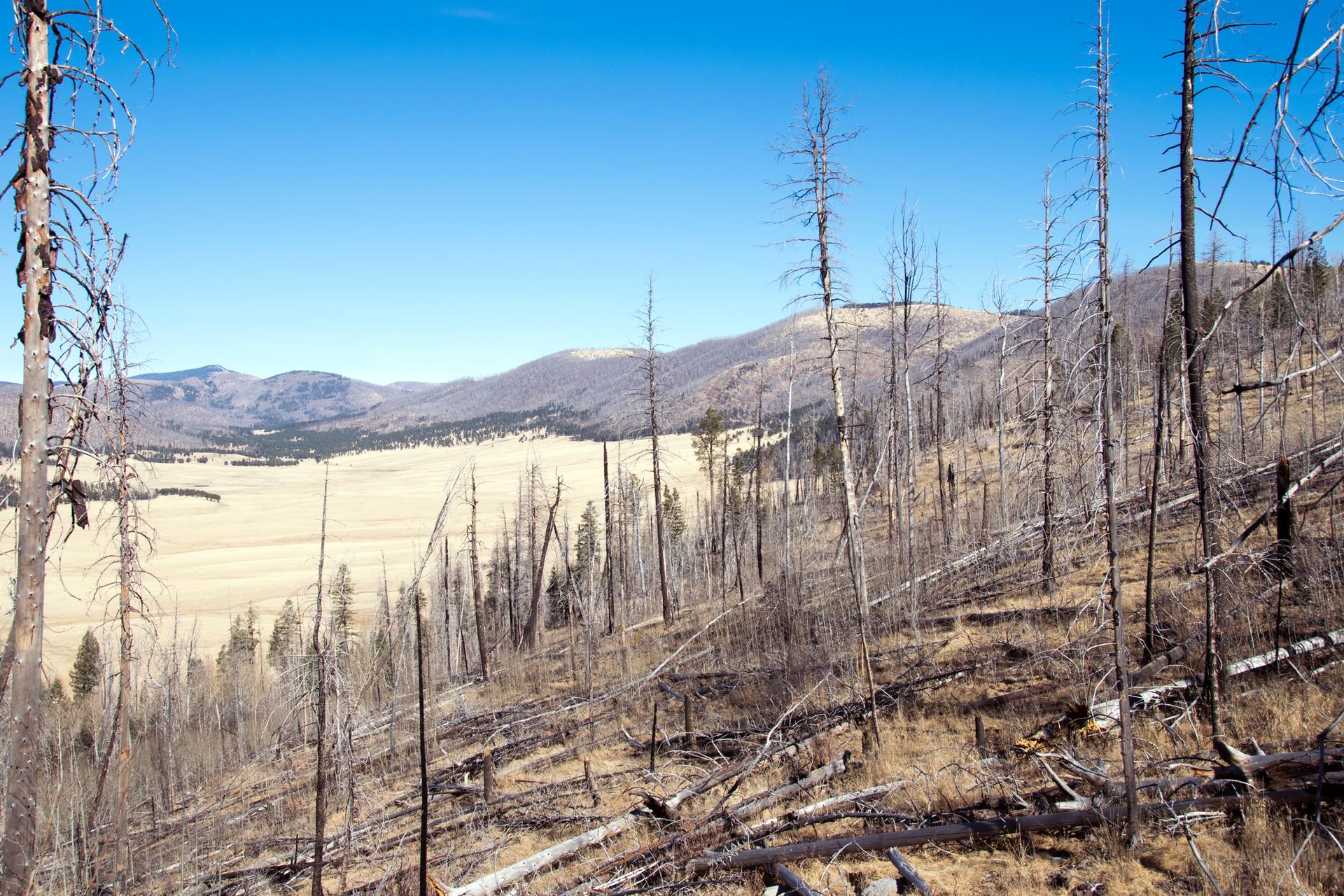Hillside covered in bare, fallen trees overlooking a golden valley.