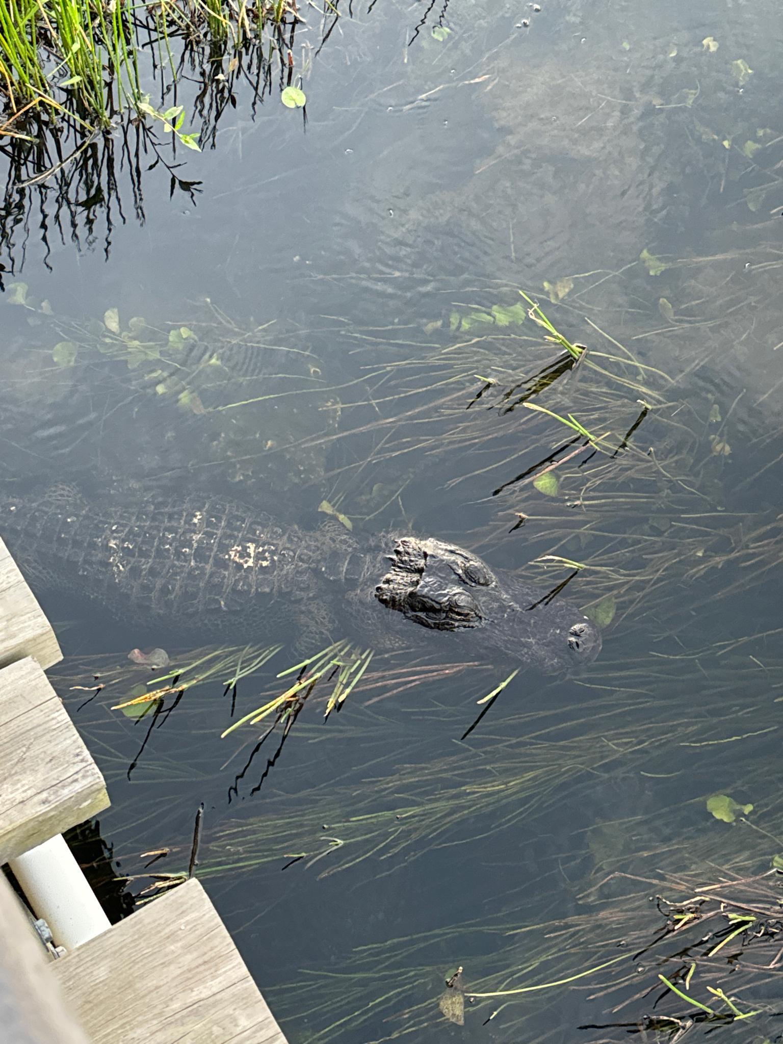 Alligator partially submerged in murky water near a wooden dock.