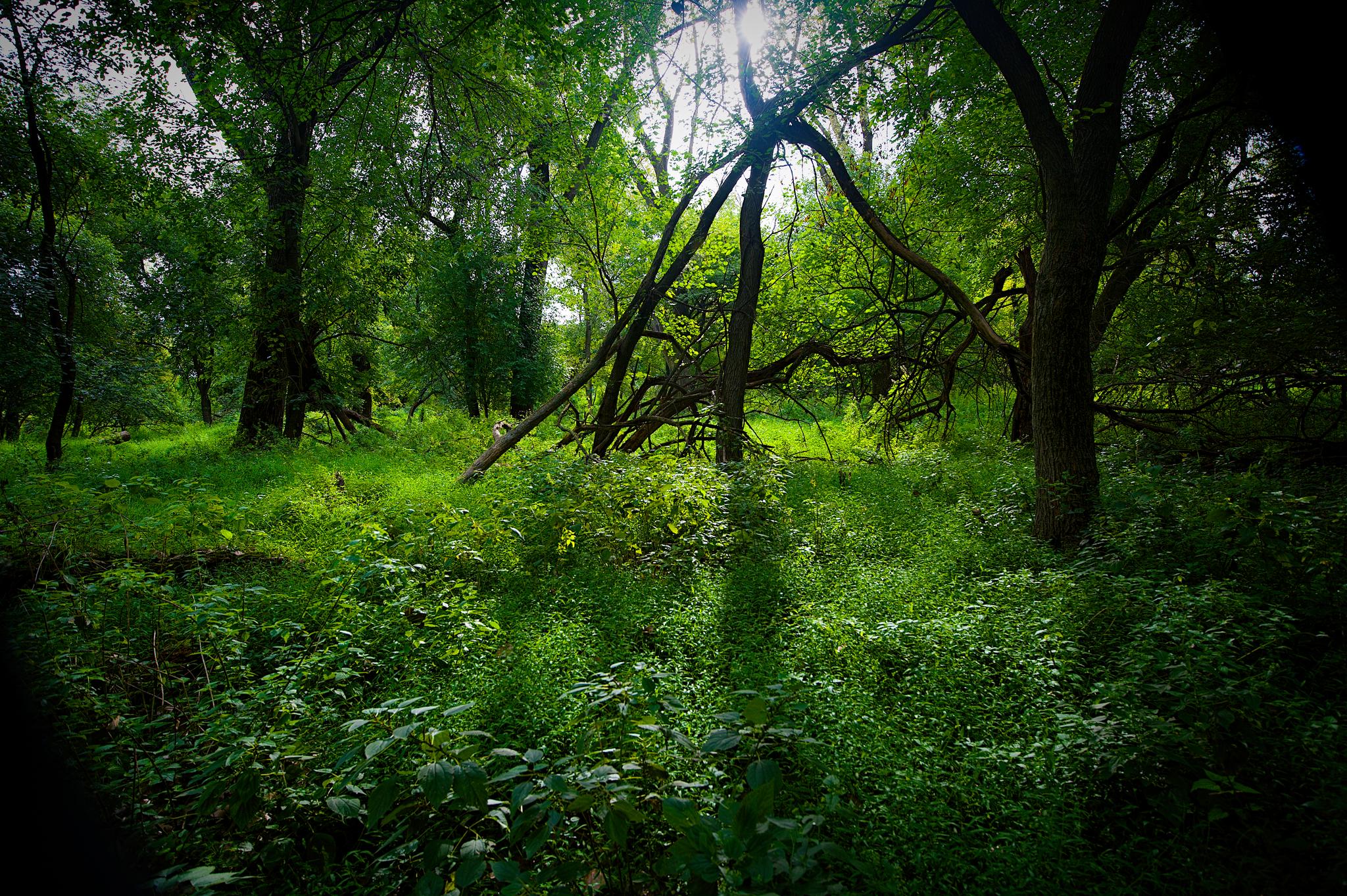 Lush green forest with sunlight filtering through dense trees and undergrowth.