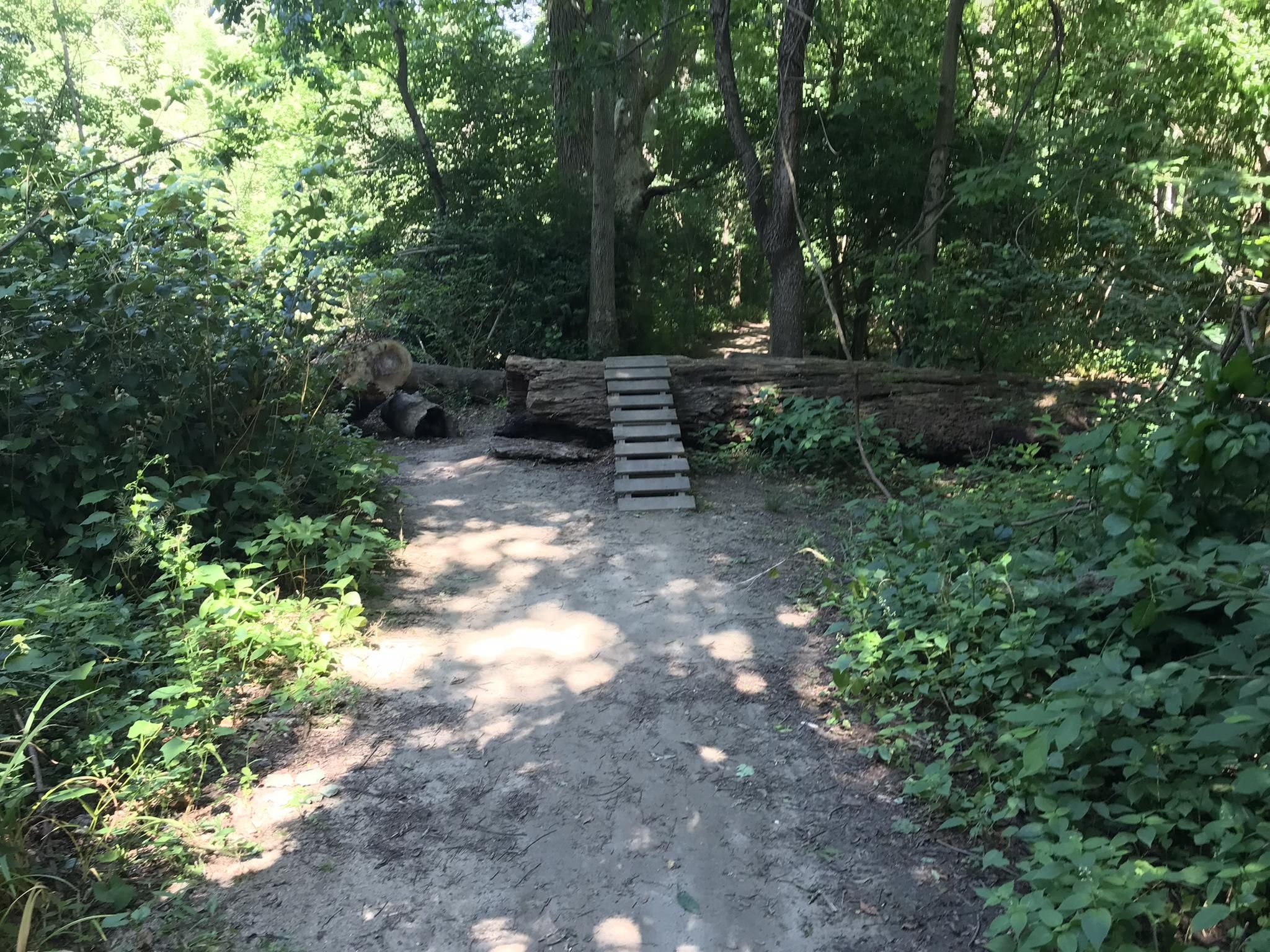 A dirt path leads to a wooden bridge over a log in a sunny, green forest. - Smeagol (ALT Trail) loop from Downingtown