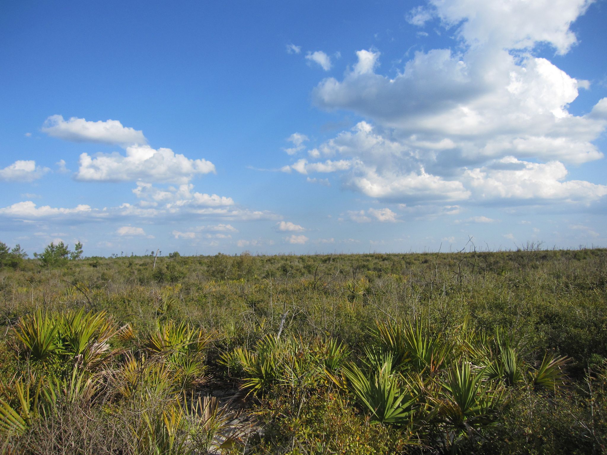 Sunny, expansive field of green and brown scrub under a blue sky. - Ocala National Forest loop