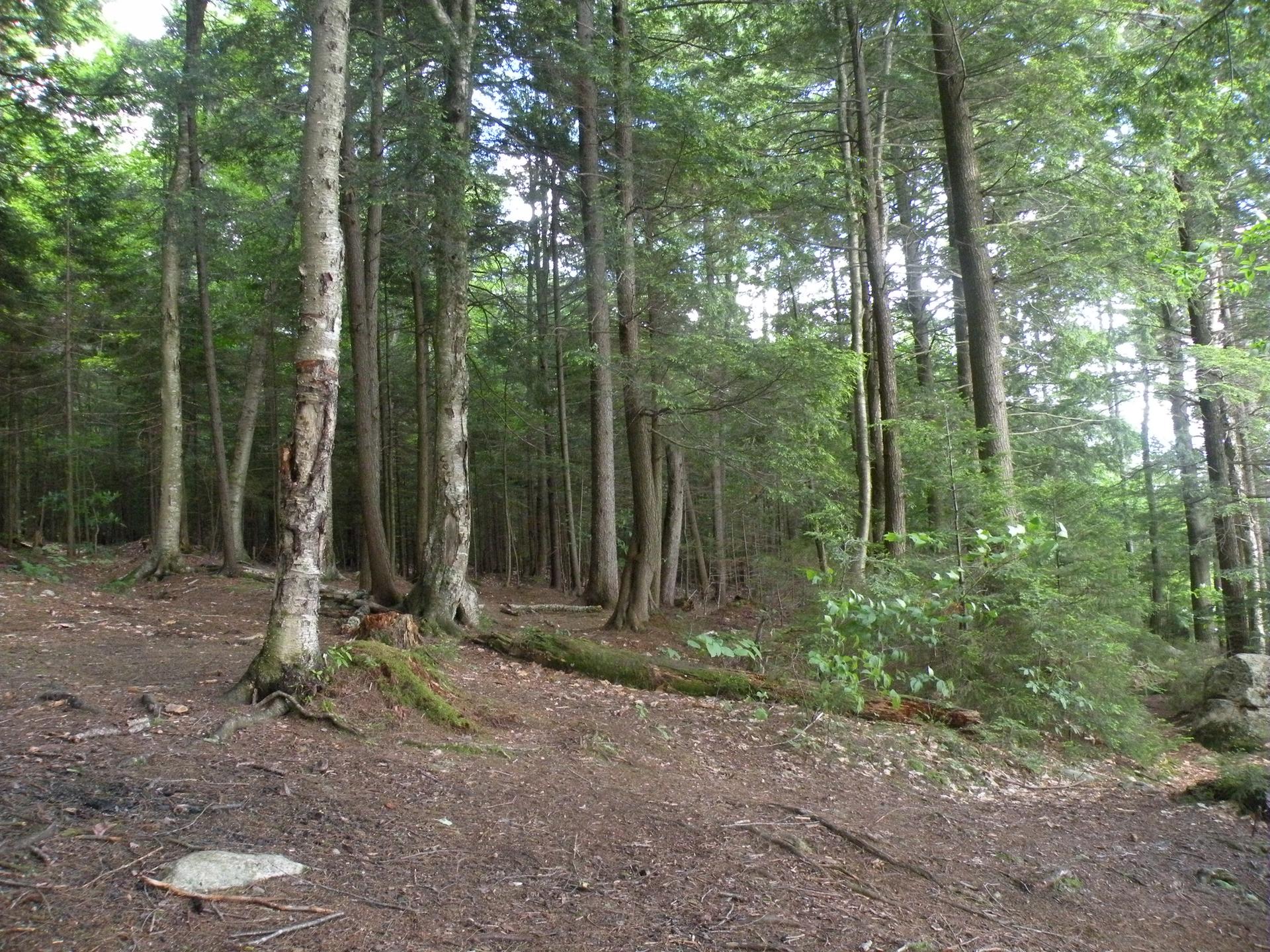 A sun-dappled forest path winds through tall, green trees.