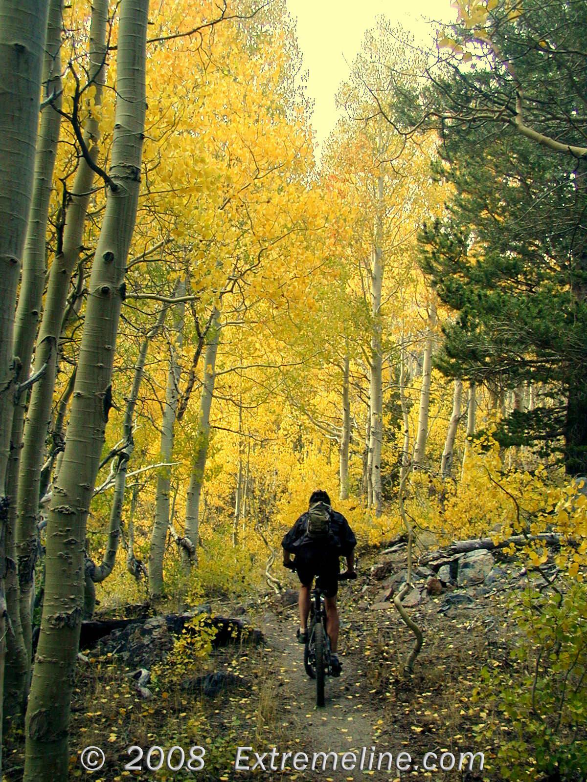 Person mountain biking on a dirt path through a vibrant yellow autumn forest.