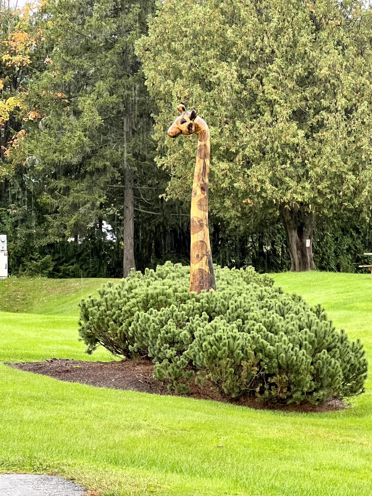 A wooden giraffe sculpture rises from a green bush on a grassy lawn.
