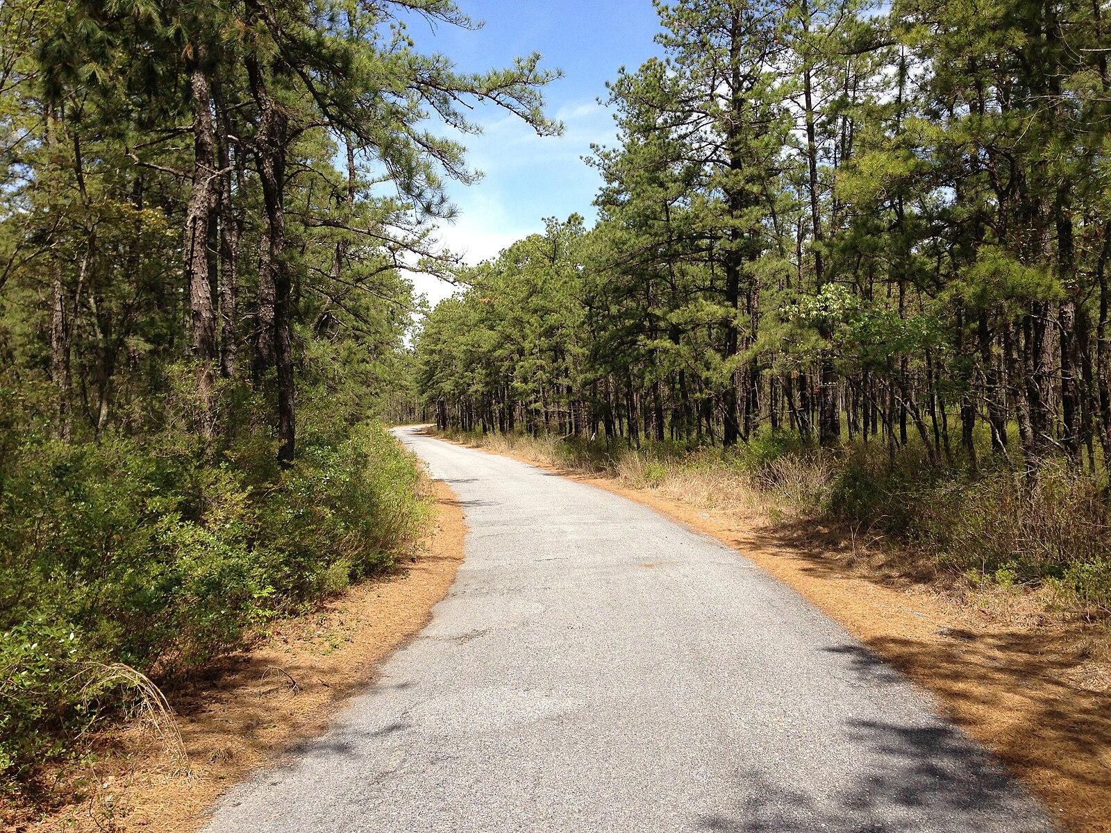 A paved road curves through a sun-drenched forest of tall pine trees.