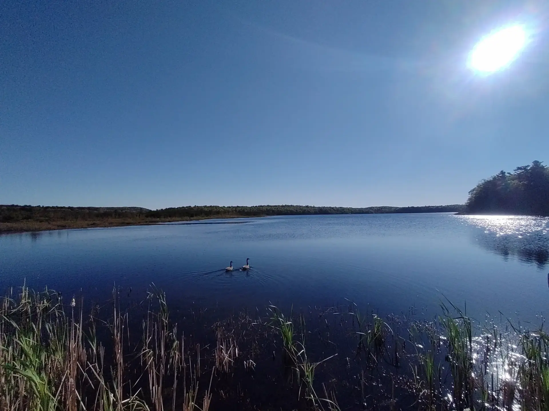 Two swans swim on a calm, sunlit lake with reeds and distant trees.