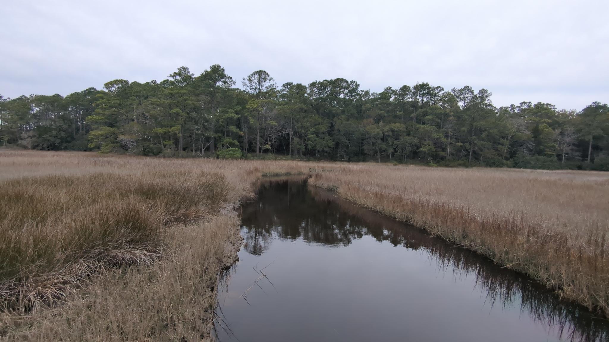 Dark water channel winding through vast dry marsh grass, dense forest background.