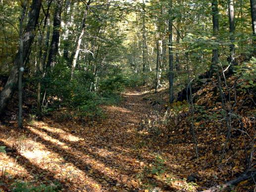 Sunny forest path covered in autumn leaves with dappled light.