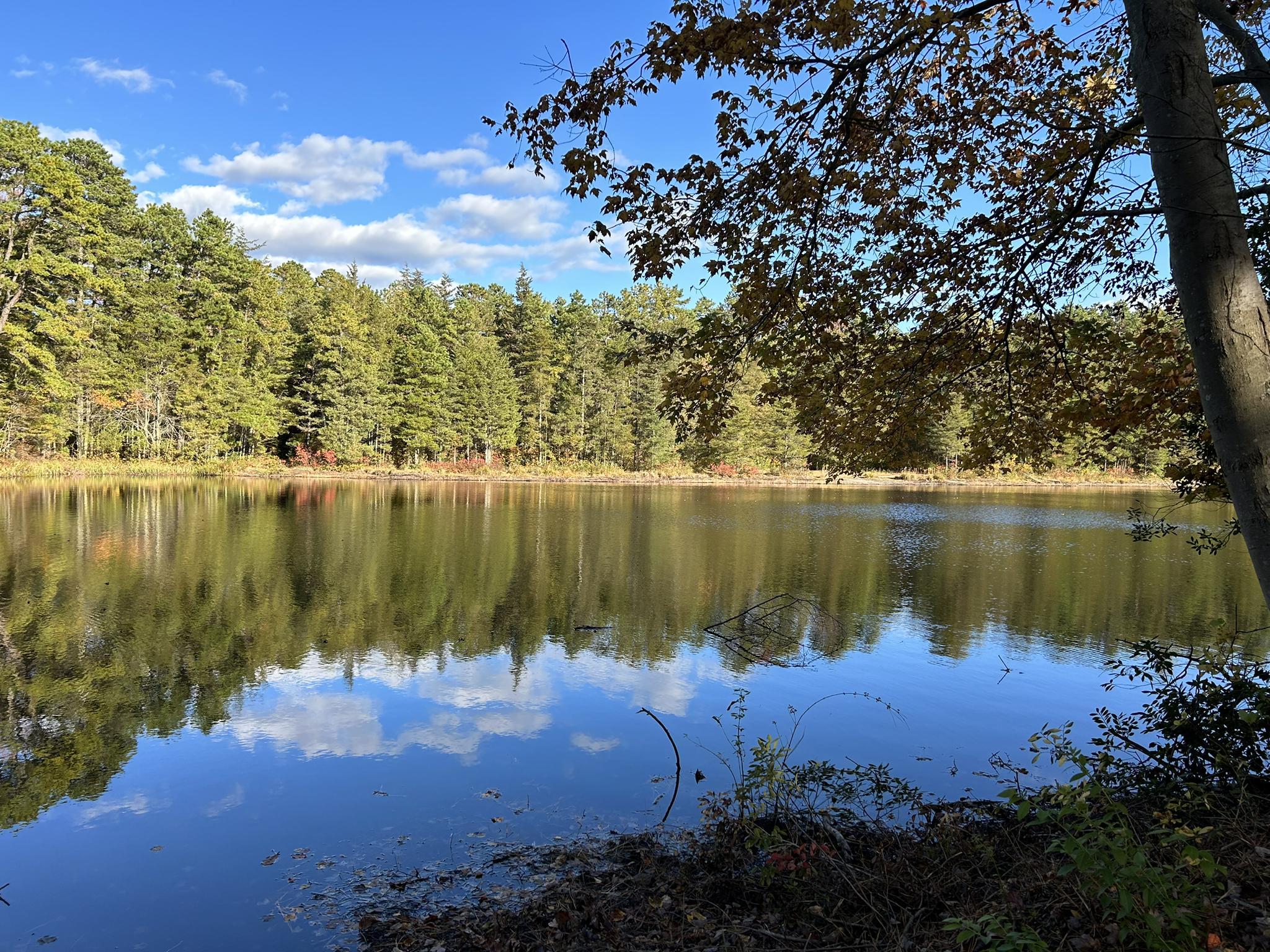 Calm lake reflecting a forested shoreline and blue sky on a sunny day.