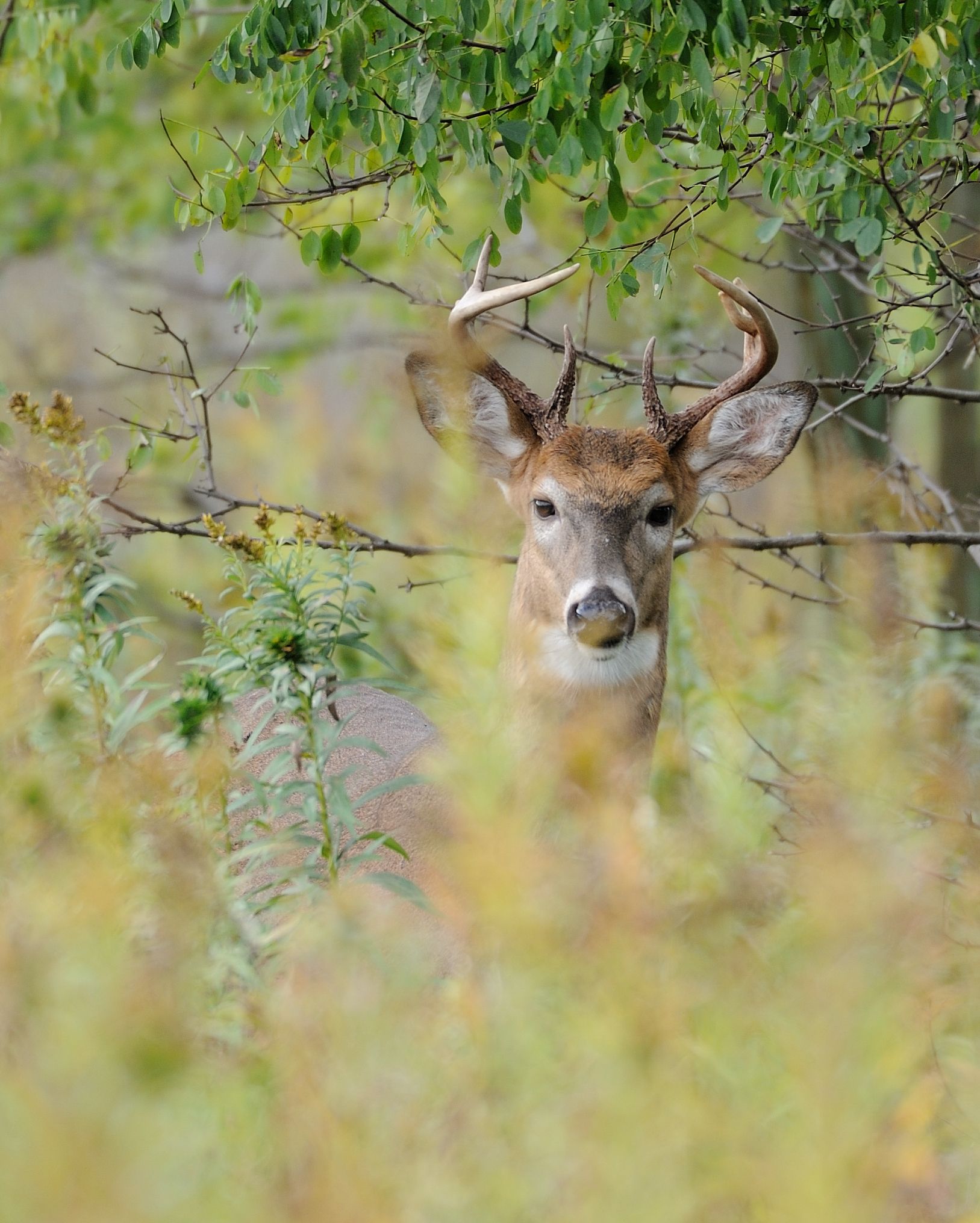 A deer with antlers peeks through dense green and yellow foliage in daylight. - Cuba Marsh Forest Preserve Loop